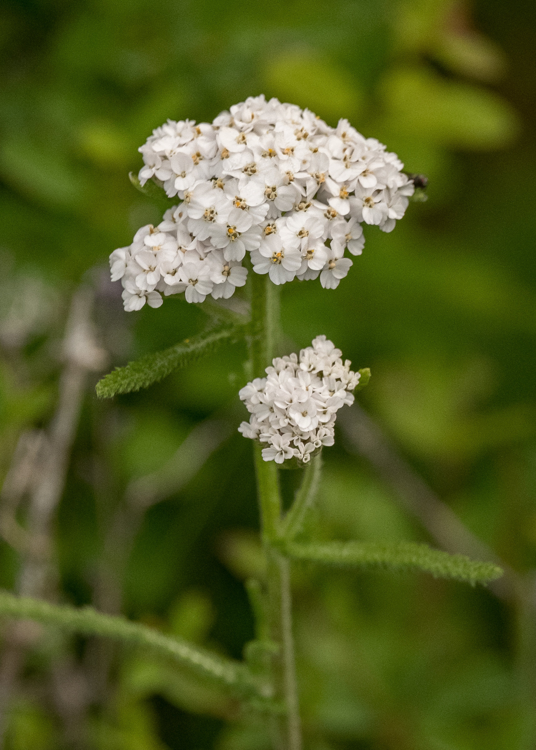Yarrow ( Achillea millefolium), Iceberg Point