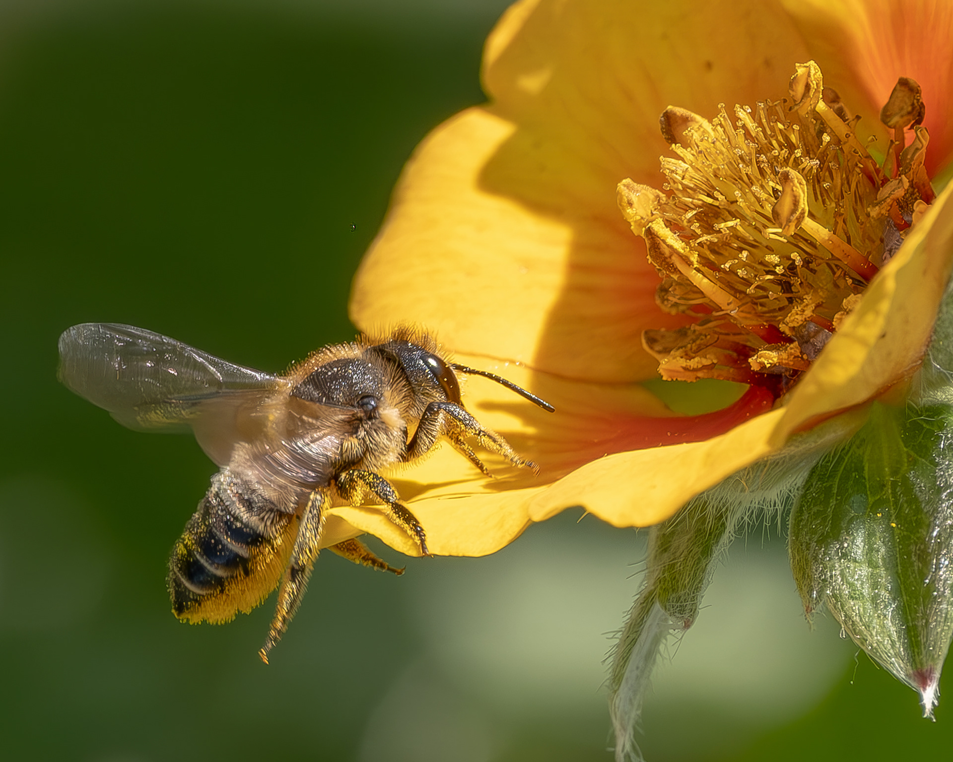 Western Leafcutter Bee (Megachile perihirta), Kjargaard Road