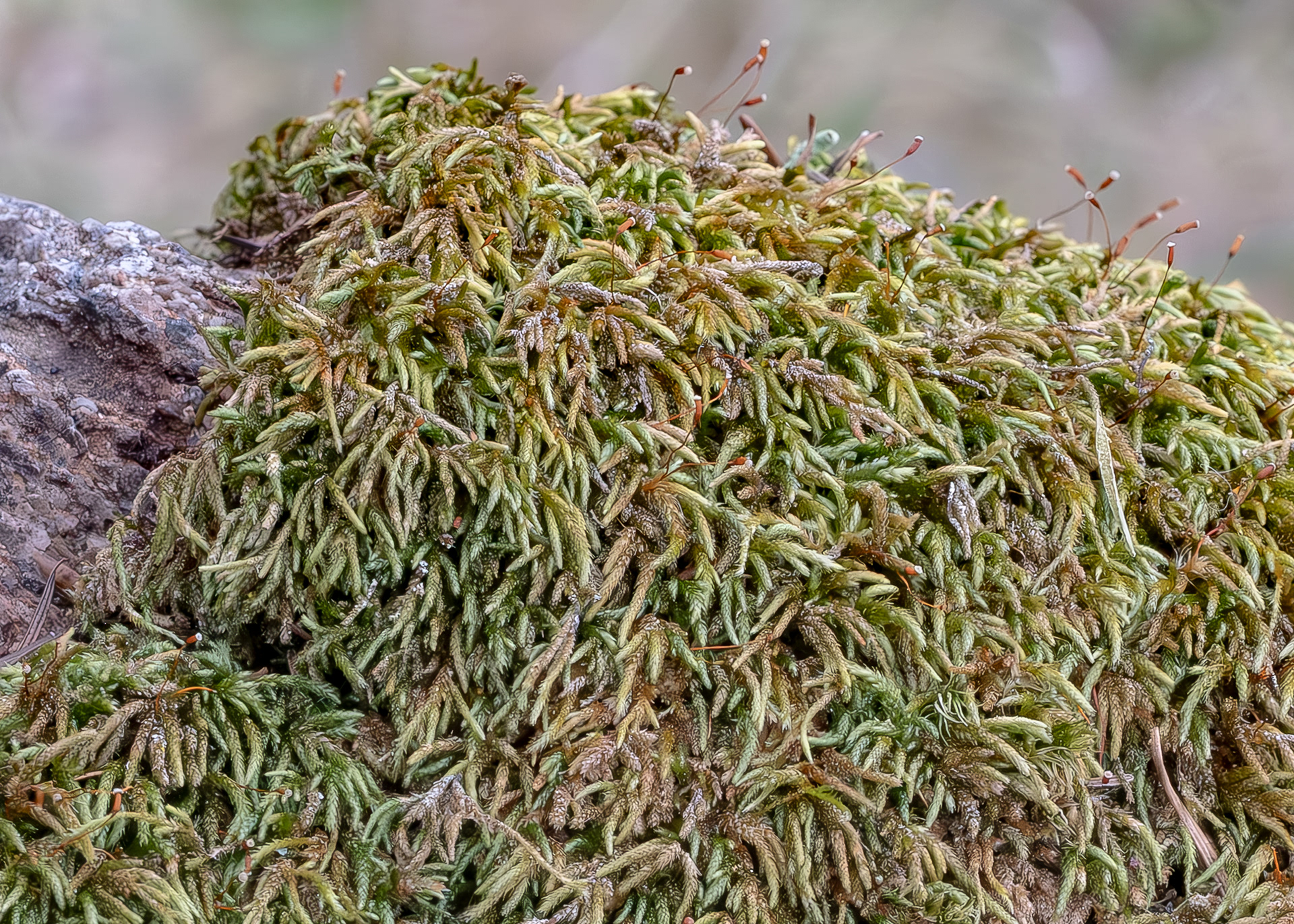 Bird's-foot Wing-Moss (Nogopterium gracile), Sharks Reef