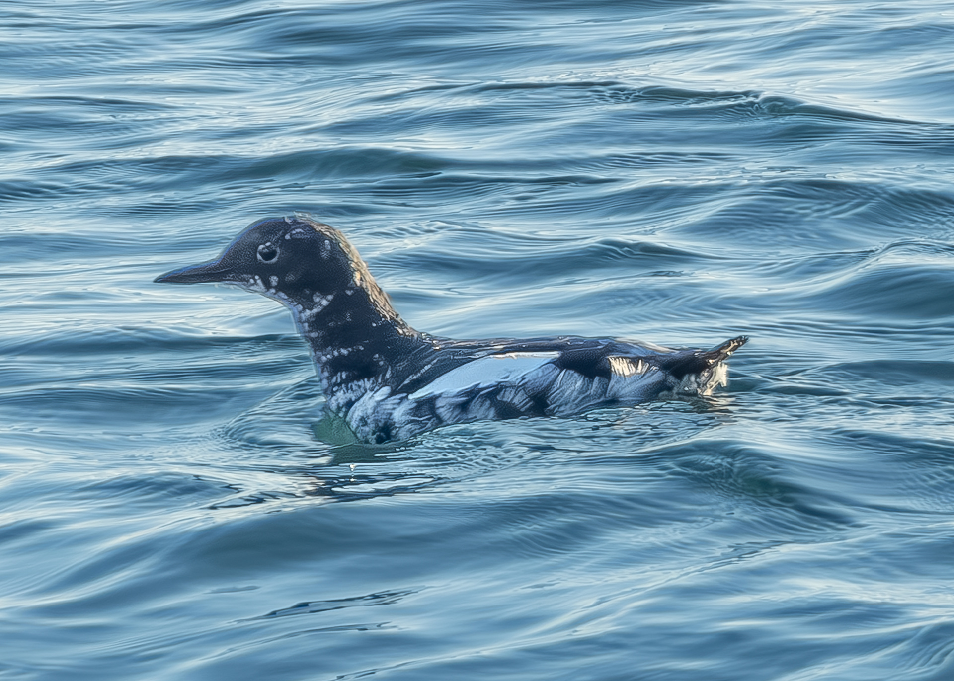 Pigeon Guillemot, Iceberg Point