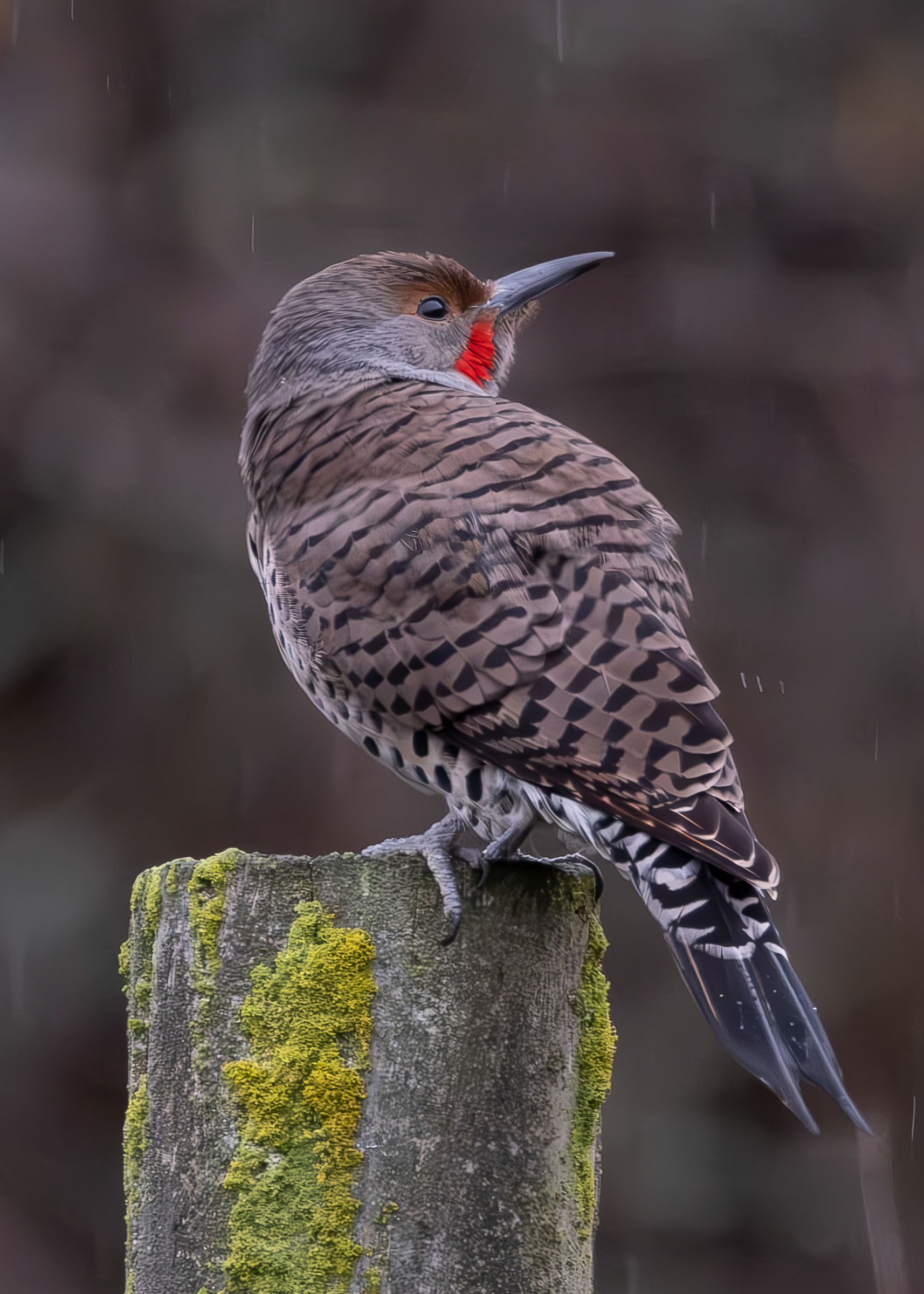 Northern Flicker, Kjargaard Road