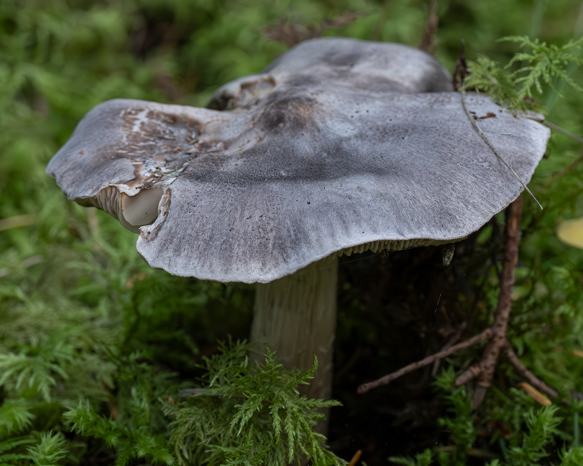 Wood blewit (Lepista nuda), Point Colville