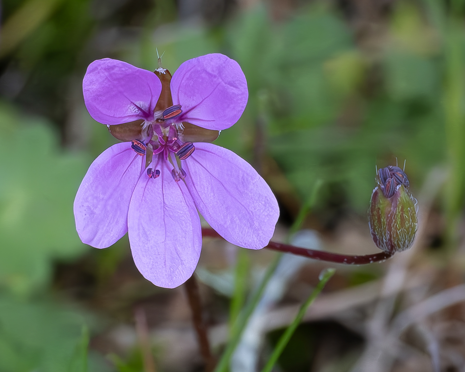 Redstem Storksbill ( Erodium cicutarium), Richardson Marsh Overlook