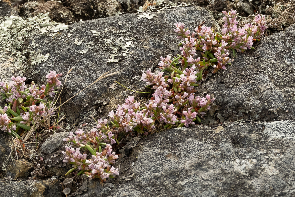 Scatter Knapweed (Polygonum spergulariiforme), Iceberg Point