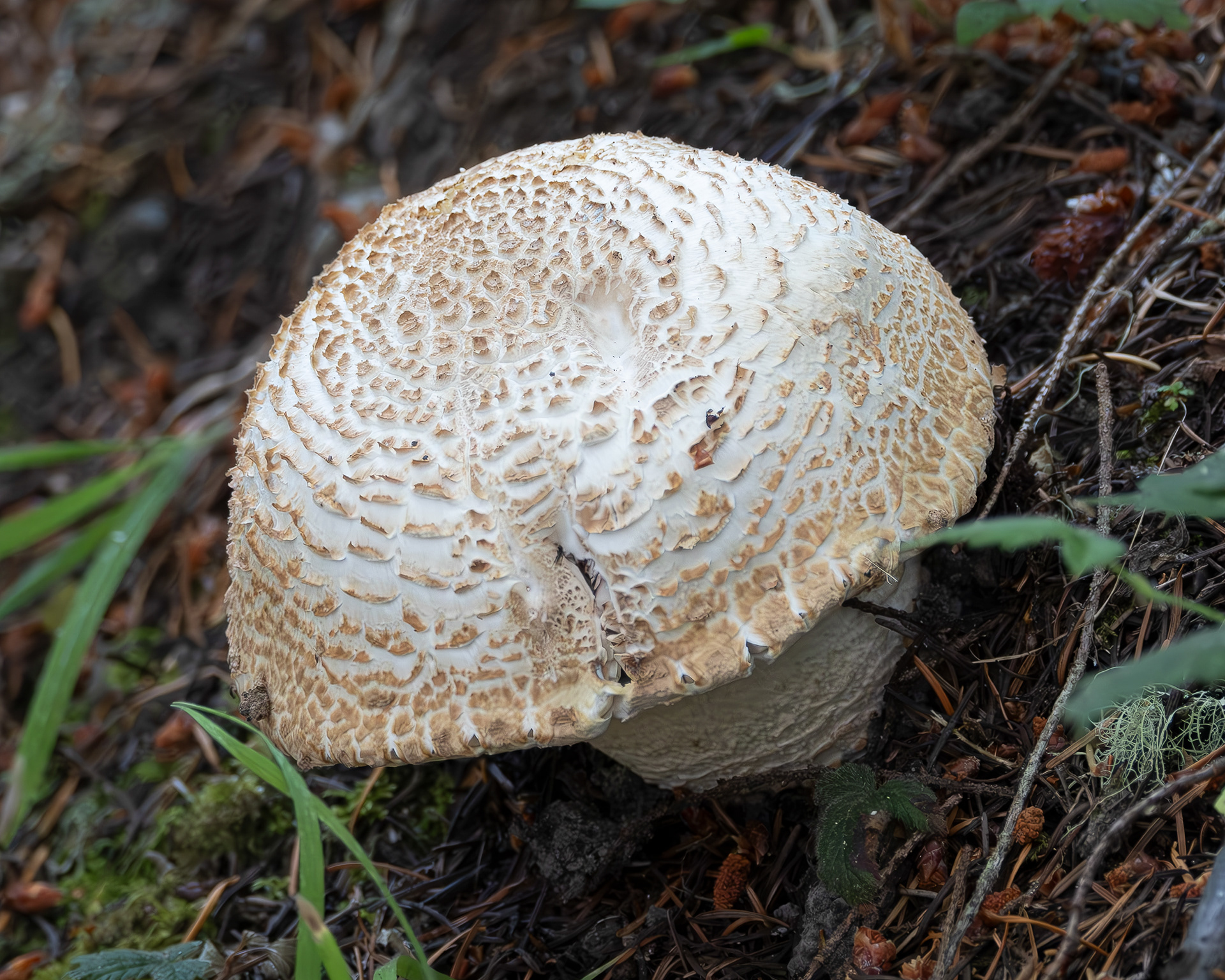 The Prince (Agaricus Augustus), Richardson Marsh