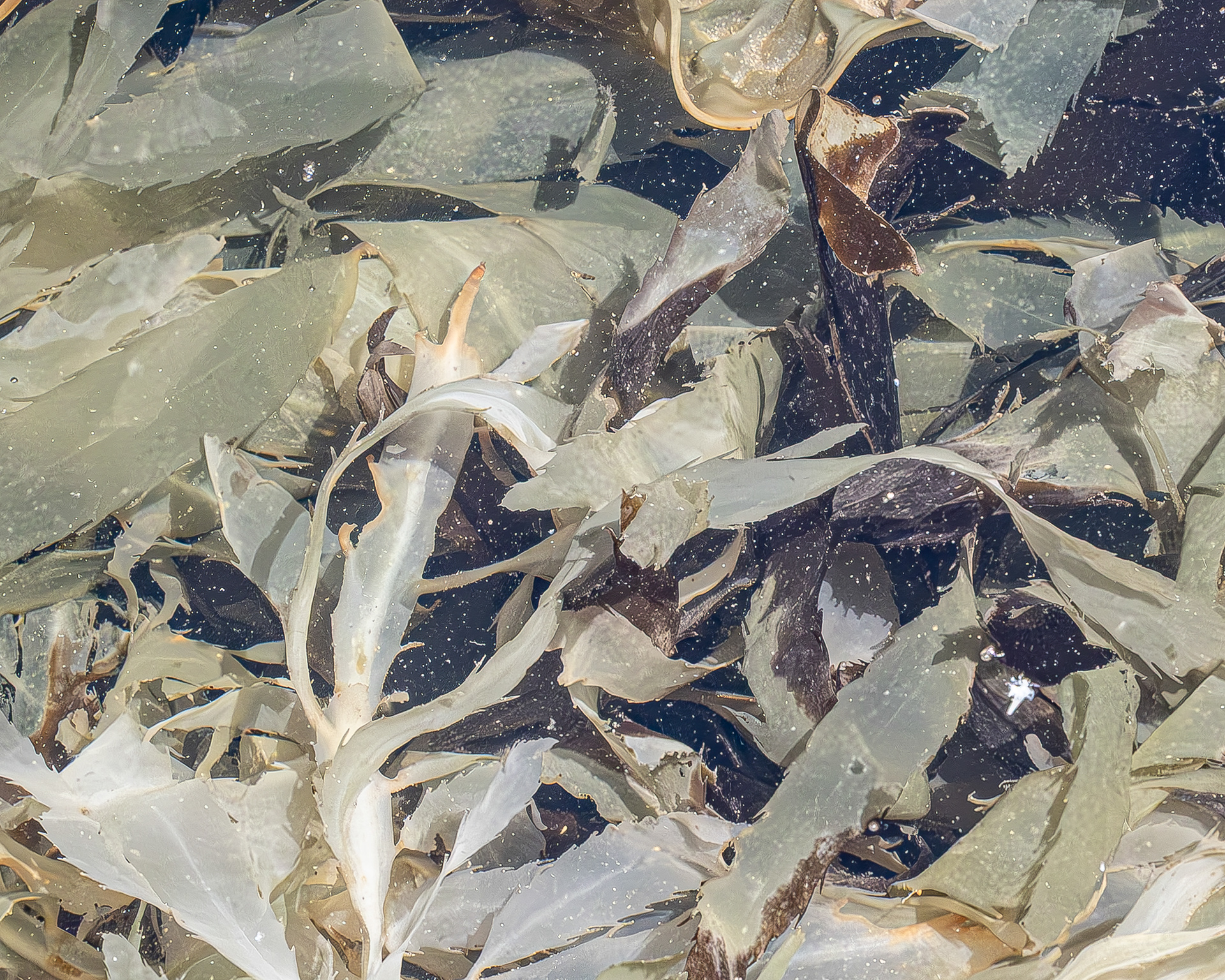 Flattened Acid Kelp, Iceberg Point