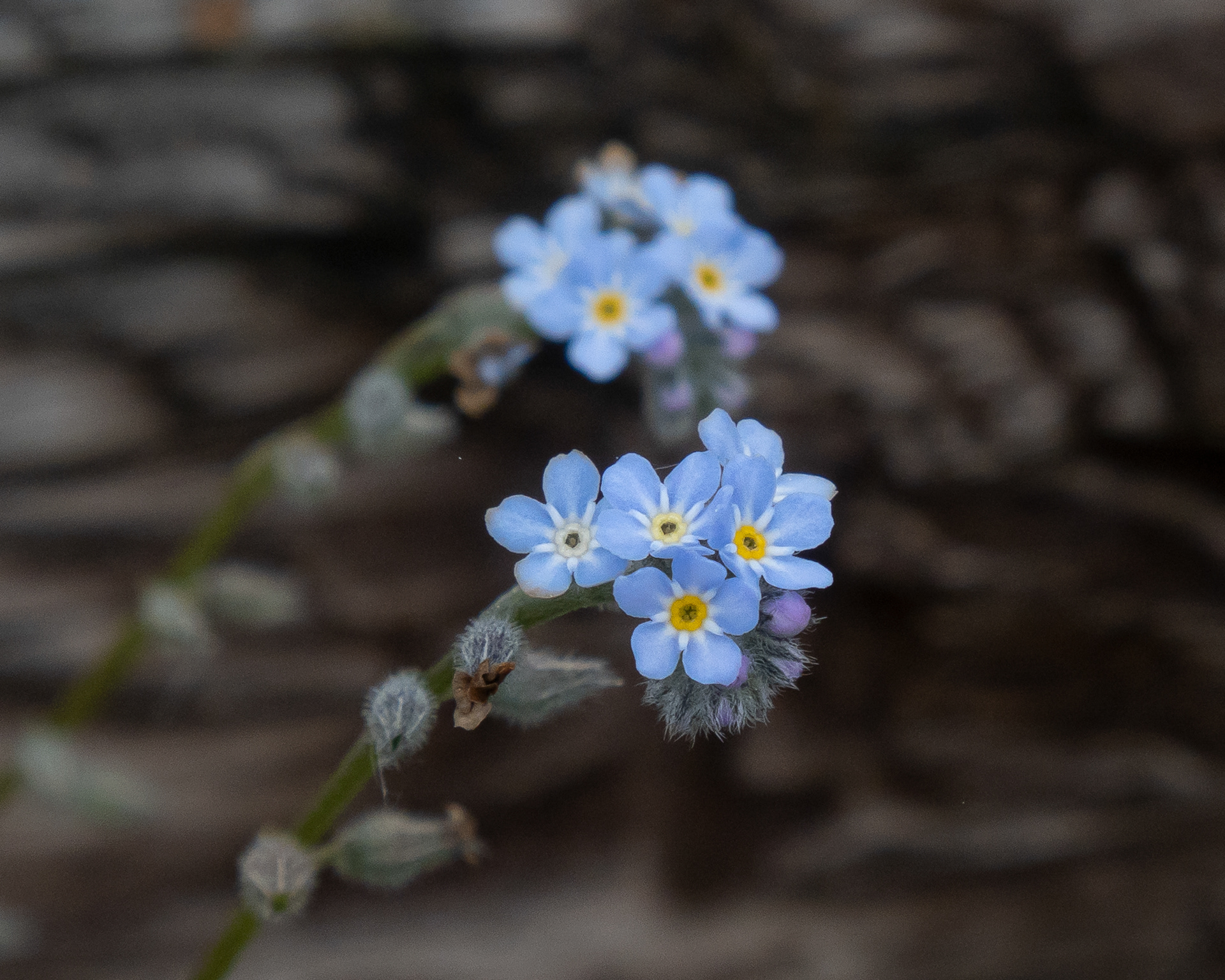 Forget-me-nots (Myosotis), Richardson