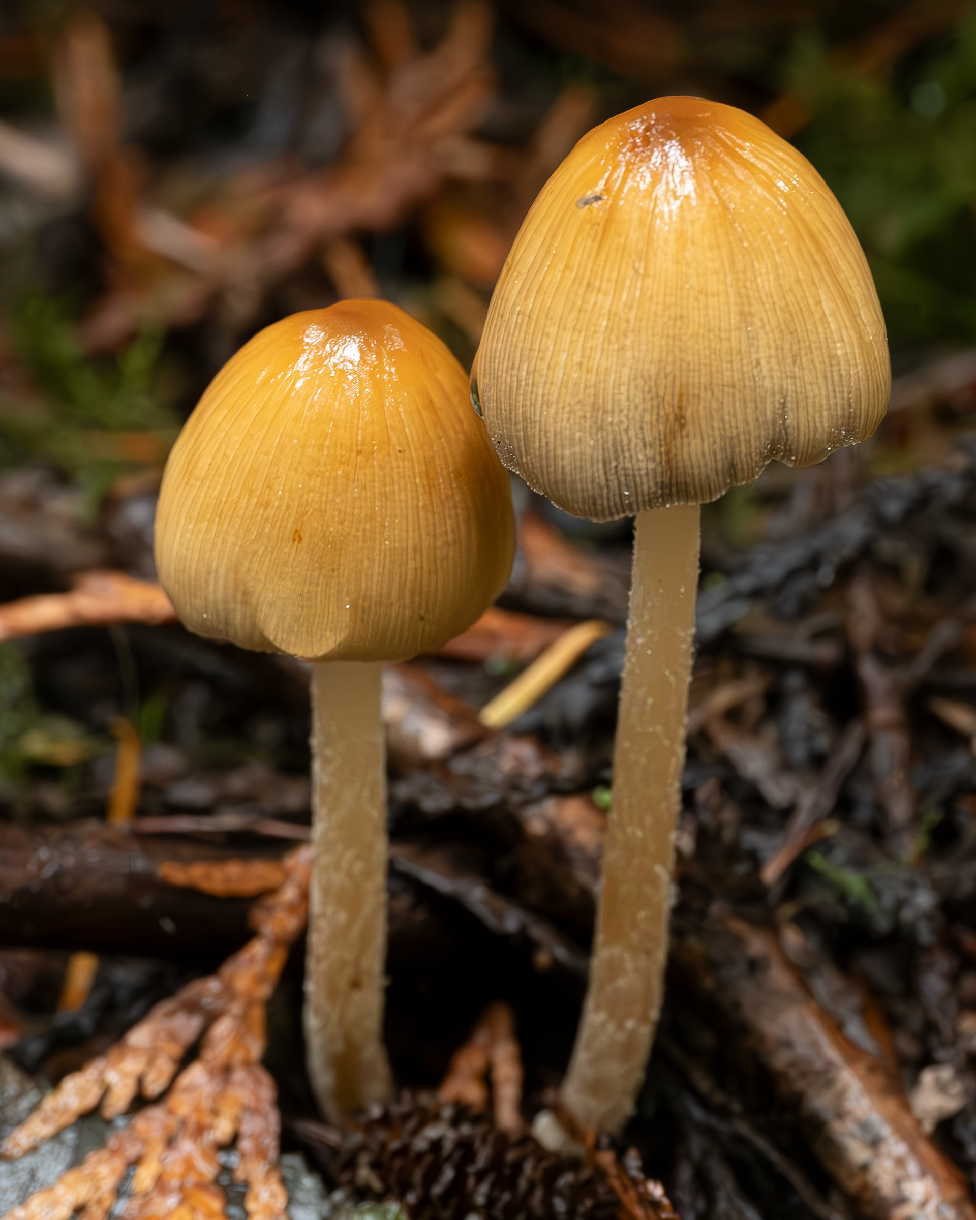 Mica cap (Coprinellus micaceus), Hummel Lake Preserve
