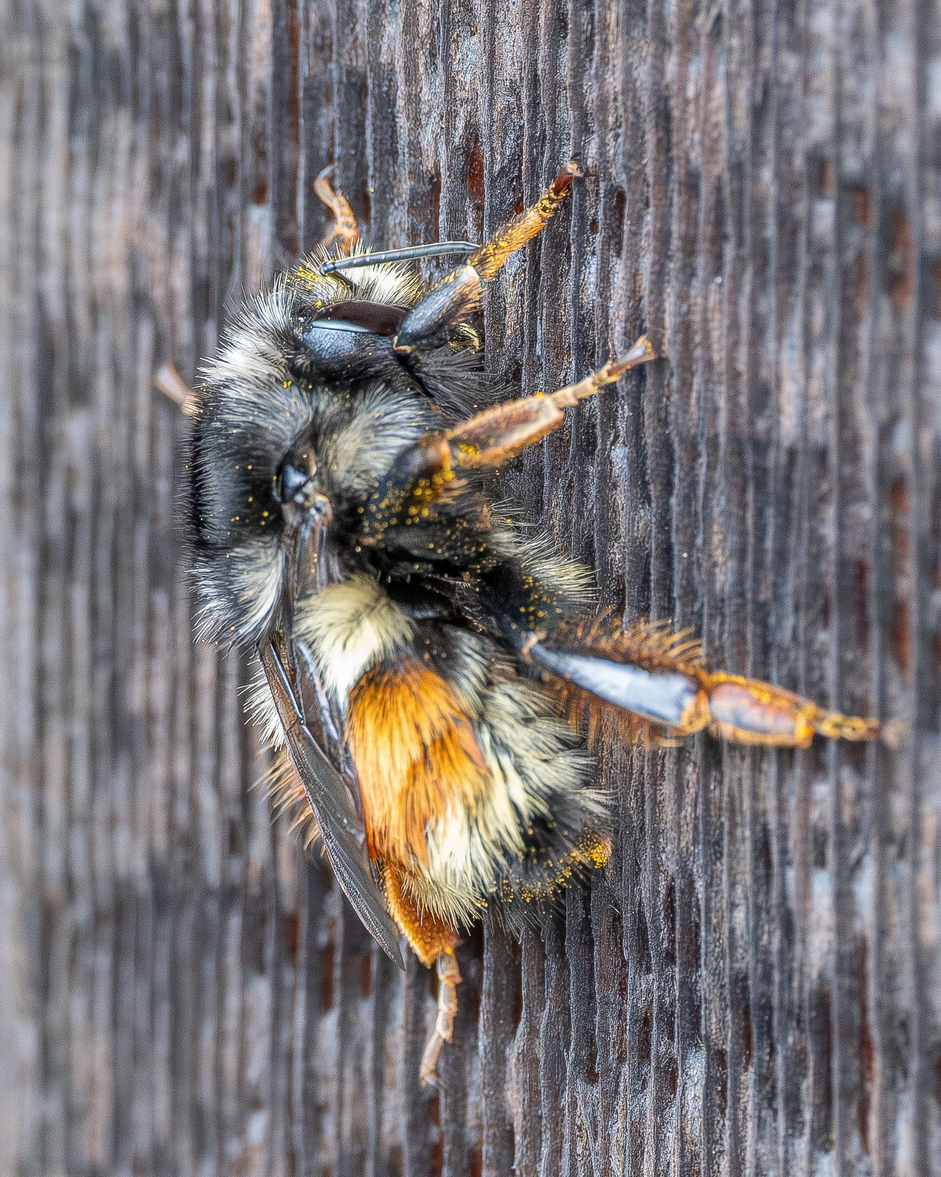 Vancouver Bumble Bee  (Bombus vancouverensis), Kjargaard Road