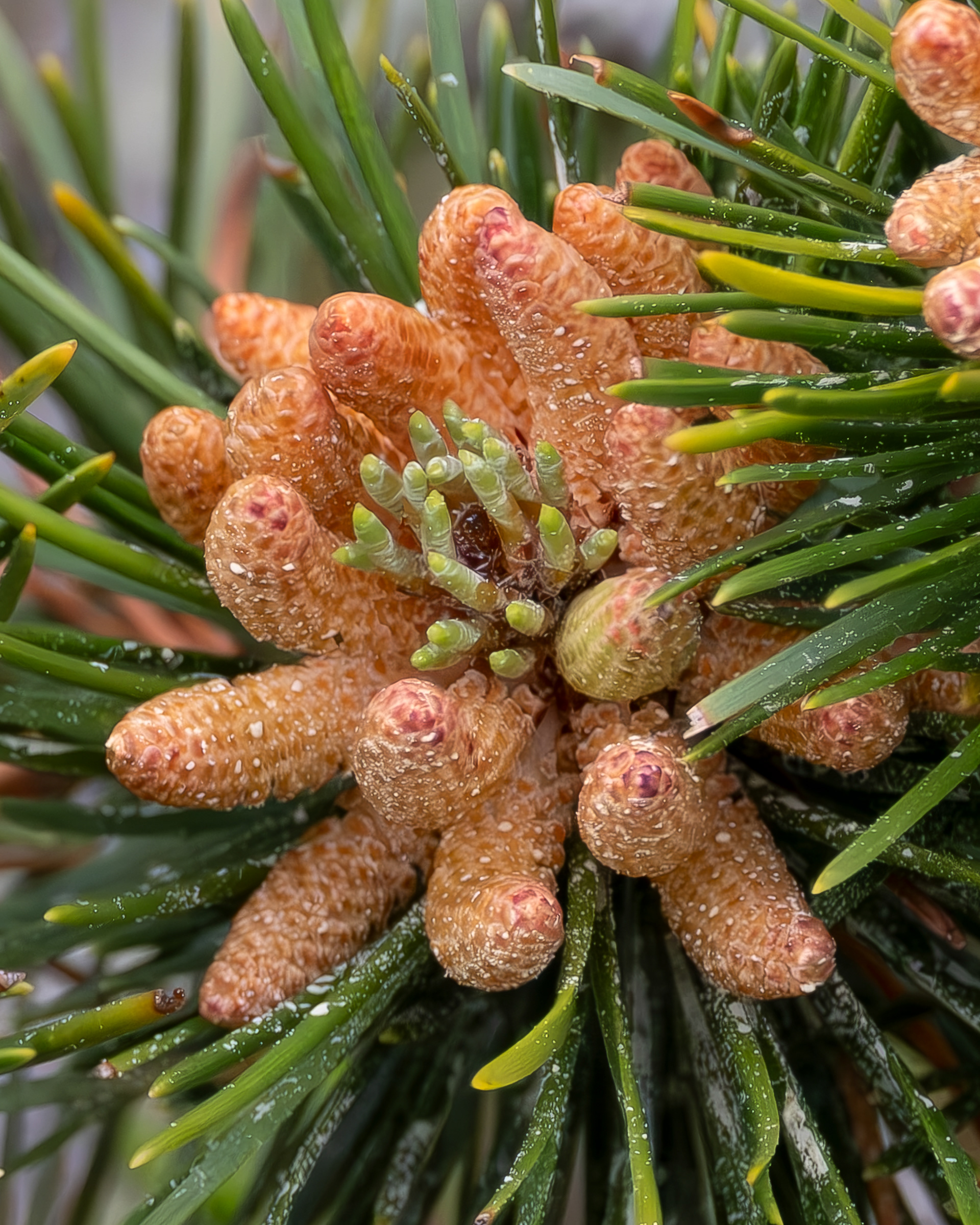 Lodgepole Pine, Shark Reef