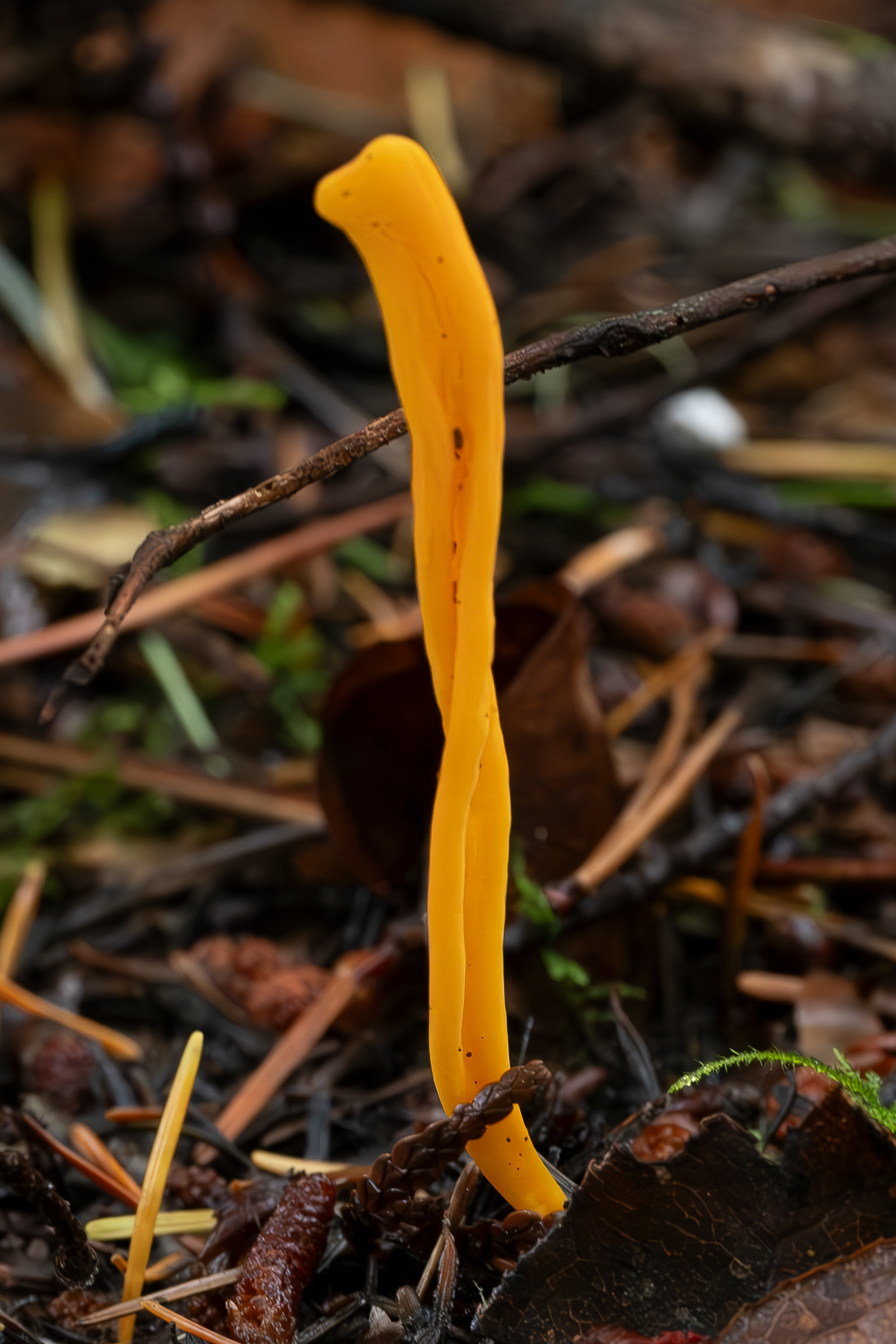 Handsome club (Calulinopsis laeticolor), Odlin Park