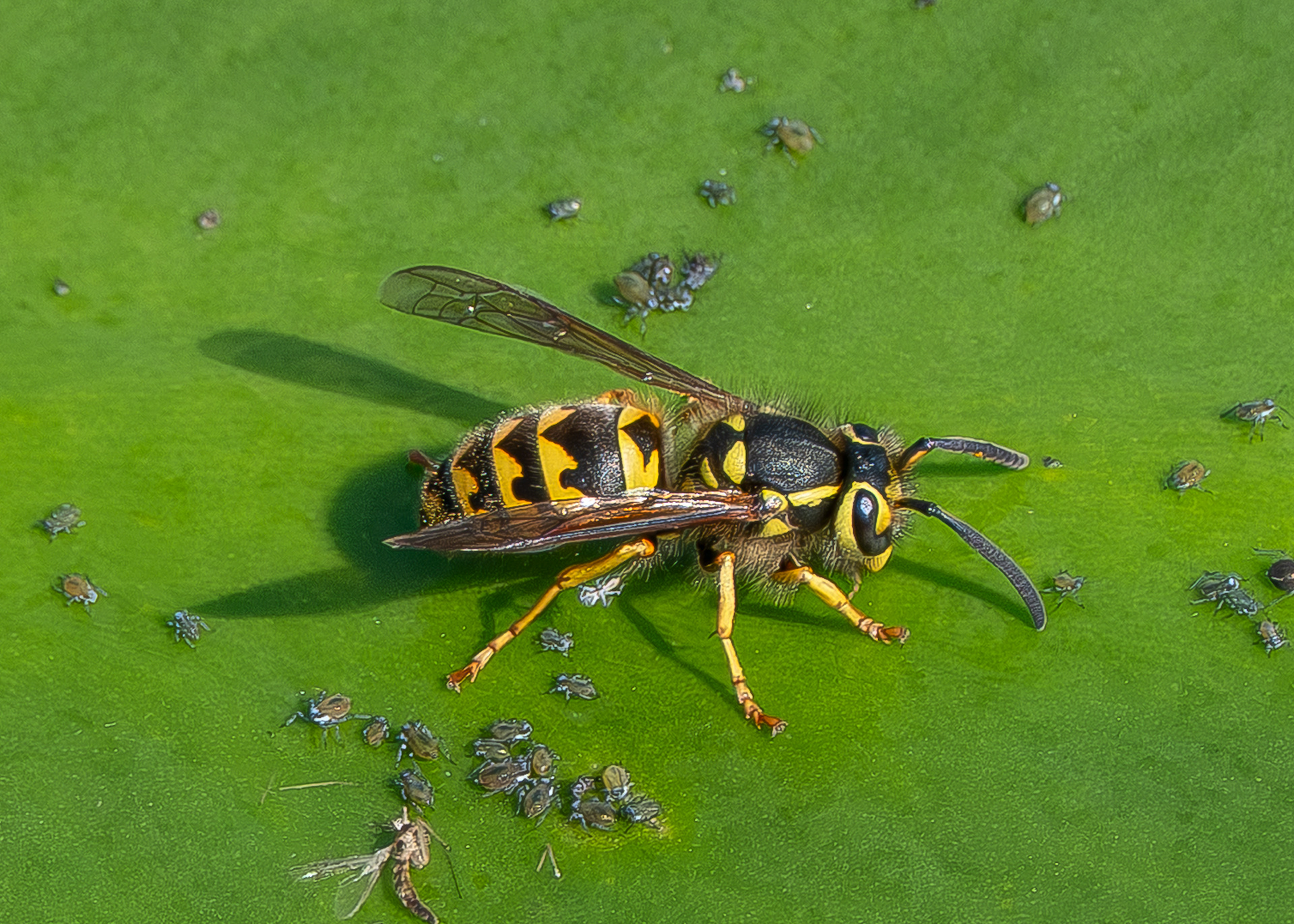 Western Yellowjacket (Vespula pensylvanica), Hummel Lake