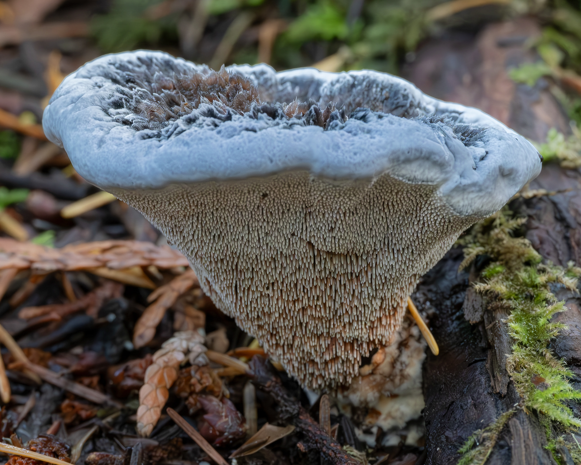 Blue tooth (Hydnellum caeruleum) Odlin Park