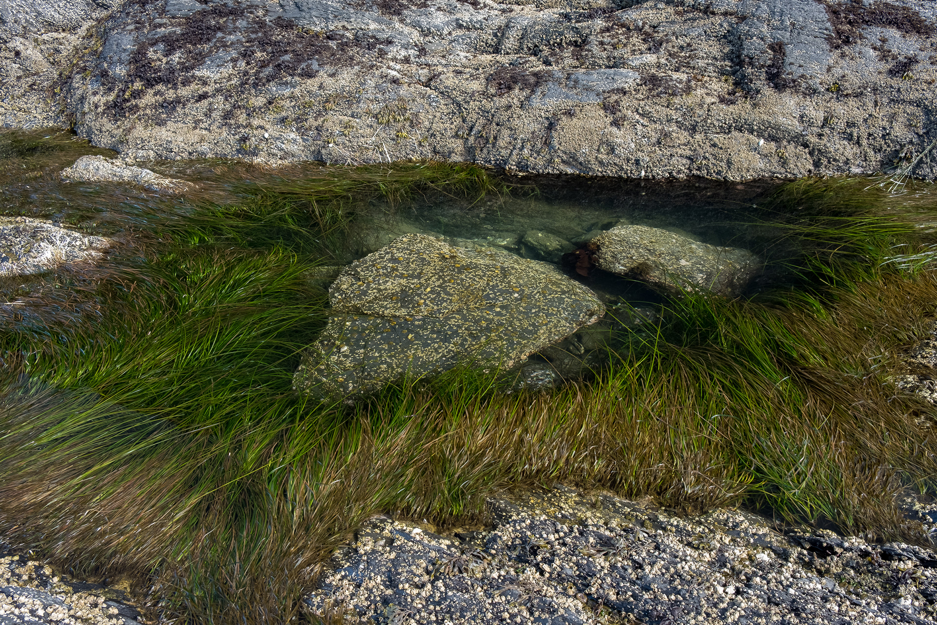 Eel Grass pothole, Iceberg Point