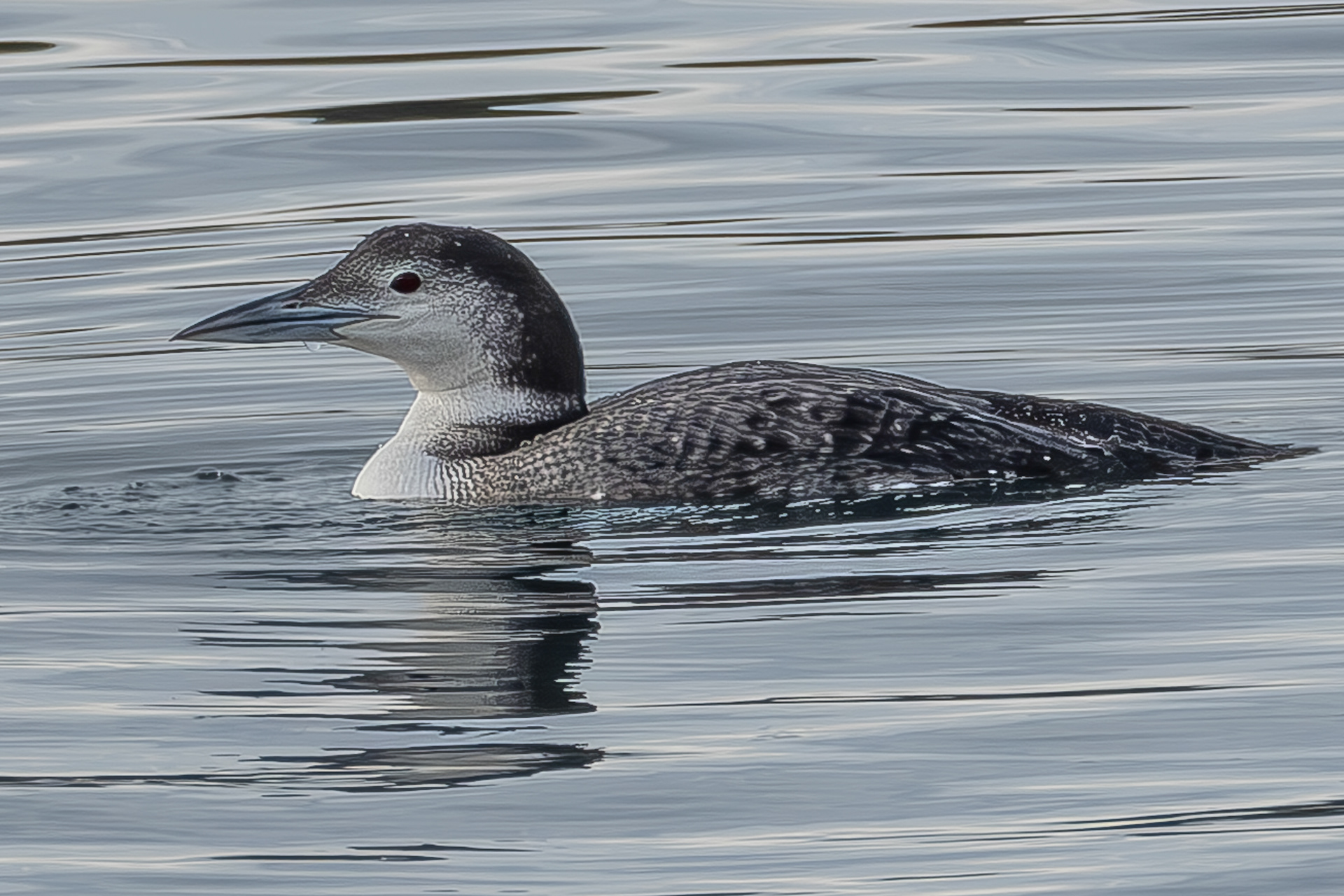 Common Loon, Richardson