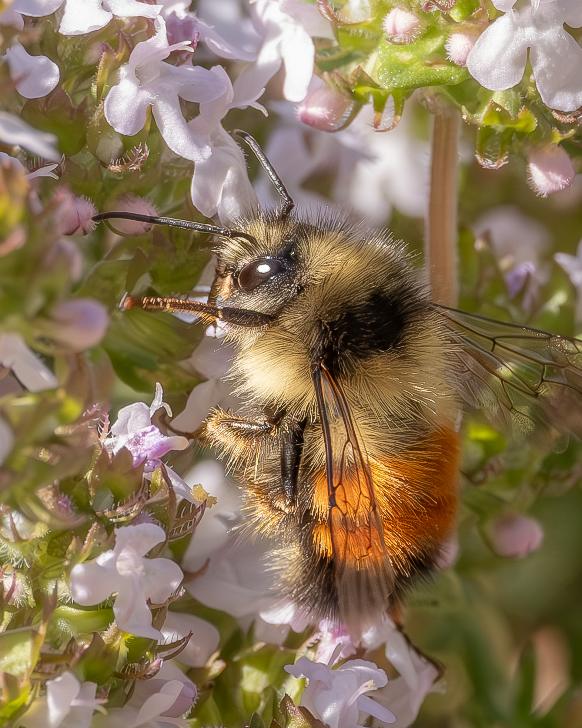 Black-tailed Bumble Bee (Bombus melanopygus), Kjargaard Road