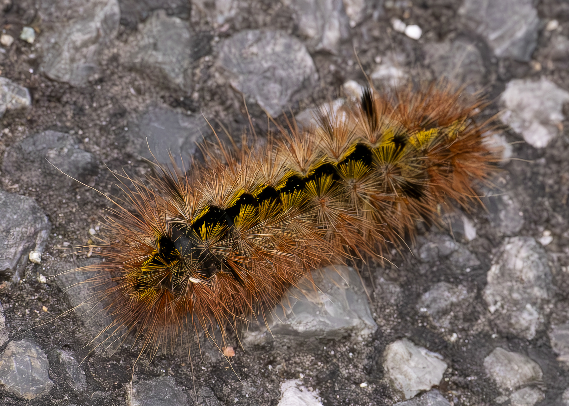 Silver-spotted Tiger Moth