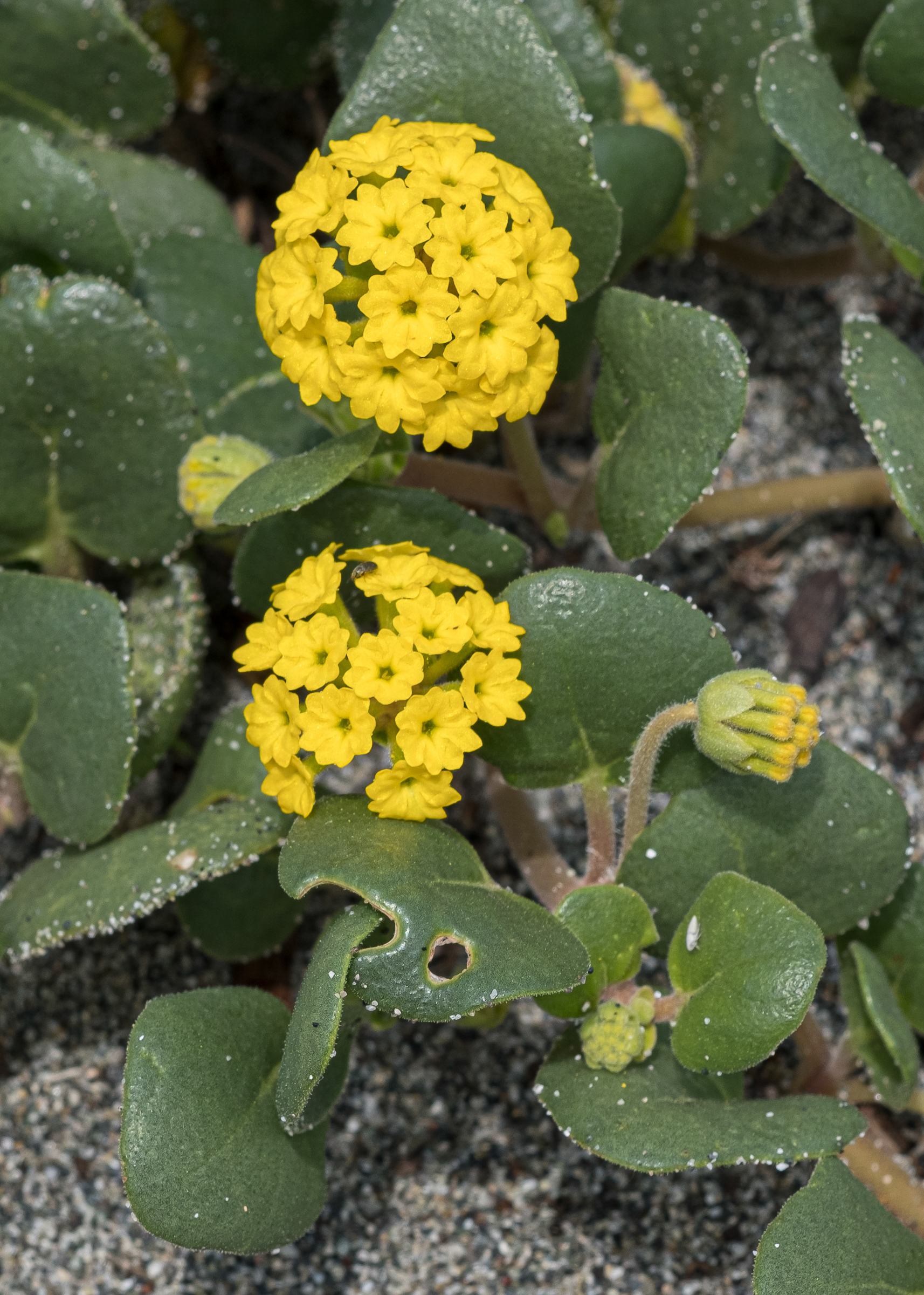 Yellow sand verbena (Abronia latifolia), Fishermen Bay Preserve