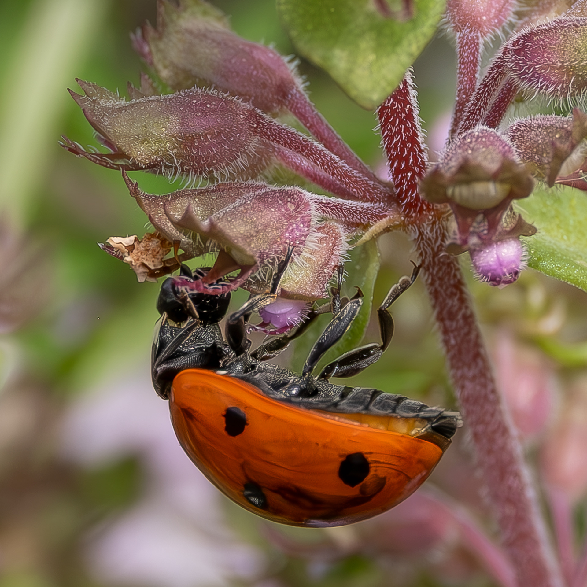 Seven-spotted Lady Beetle (Coccinella septempunctata), Kjargaard Road