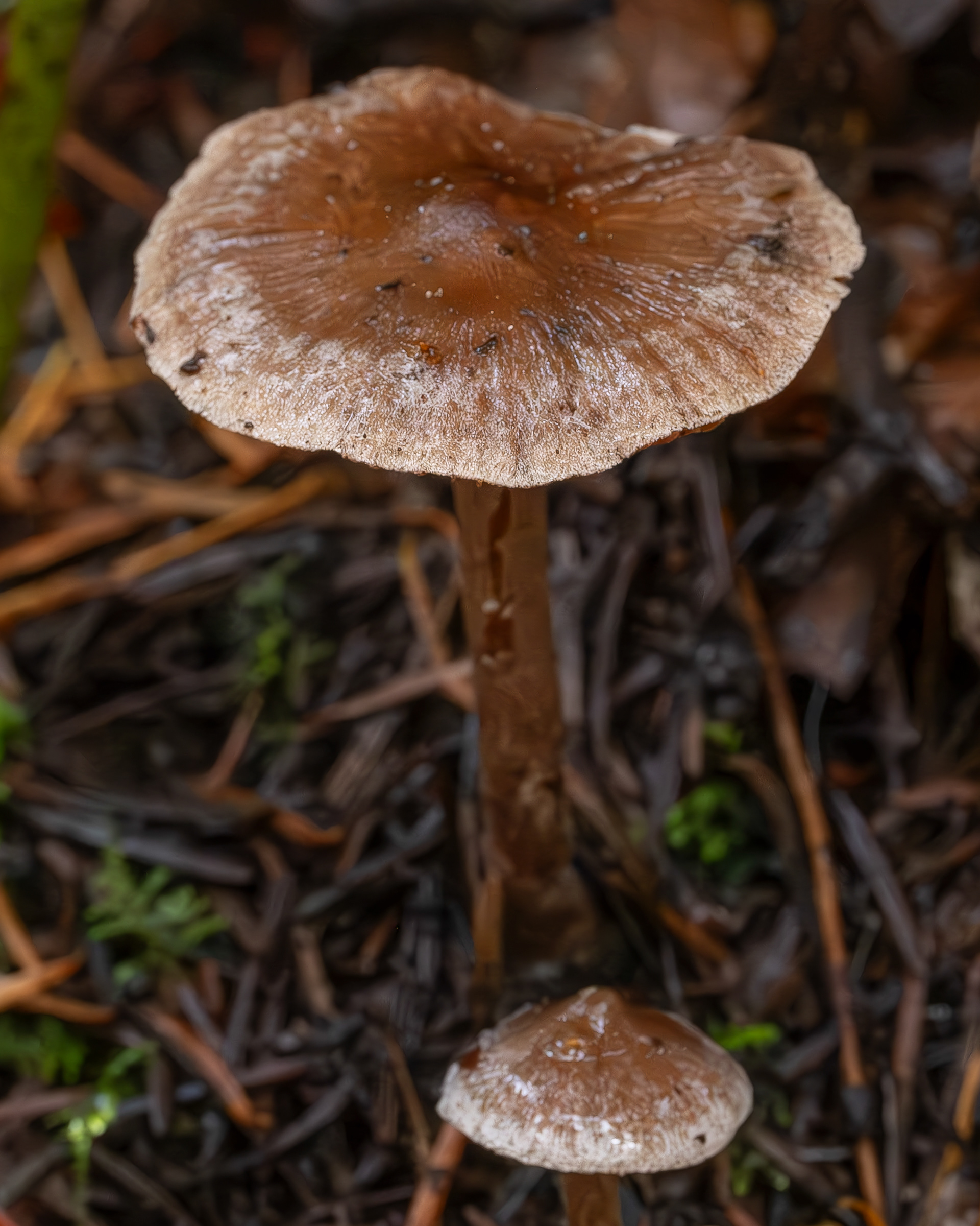 Veiled Fairy Cake (Hebeloma mesophaeum), Lopez Hill