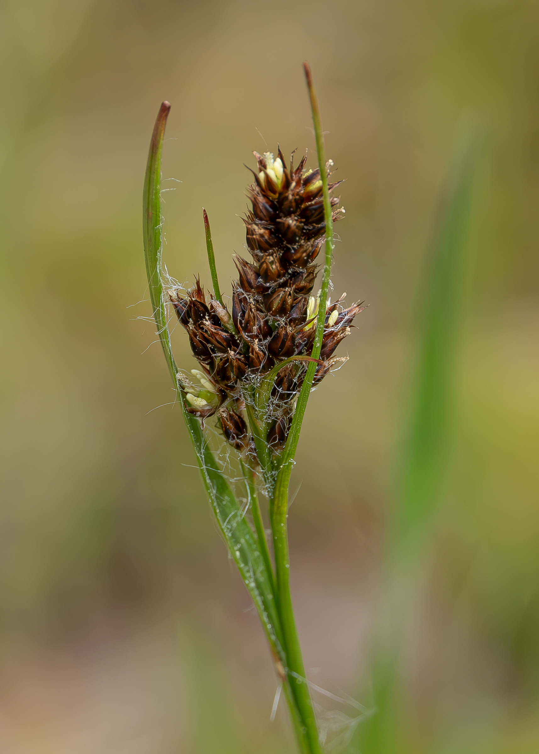 Woodrush grass (Luzula multiflora), Richardson