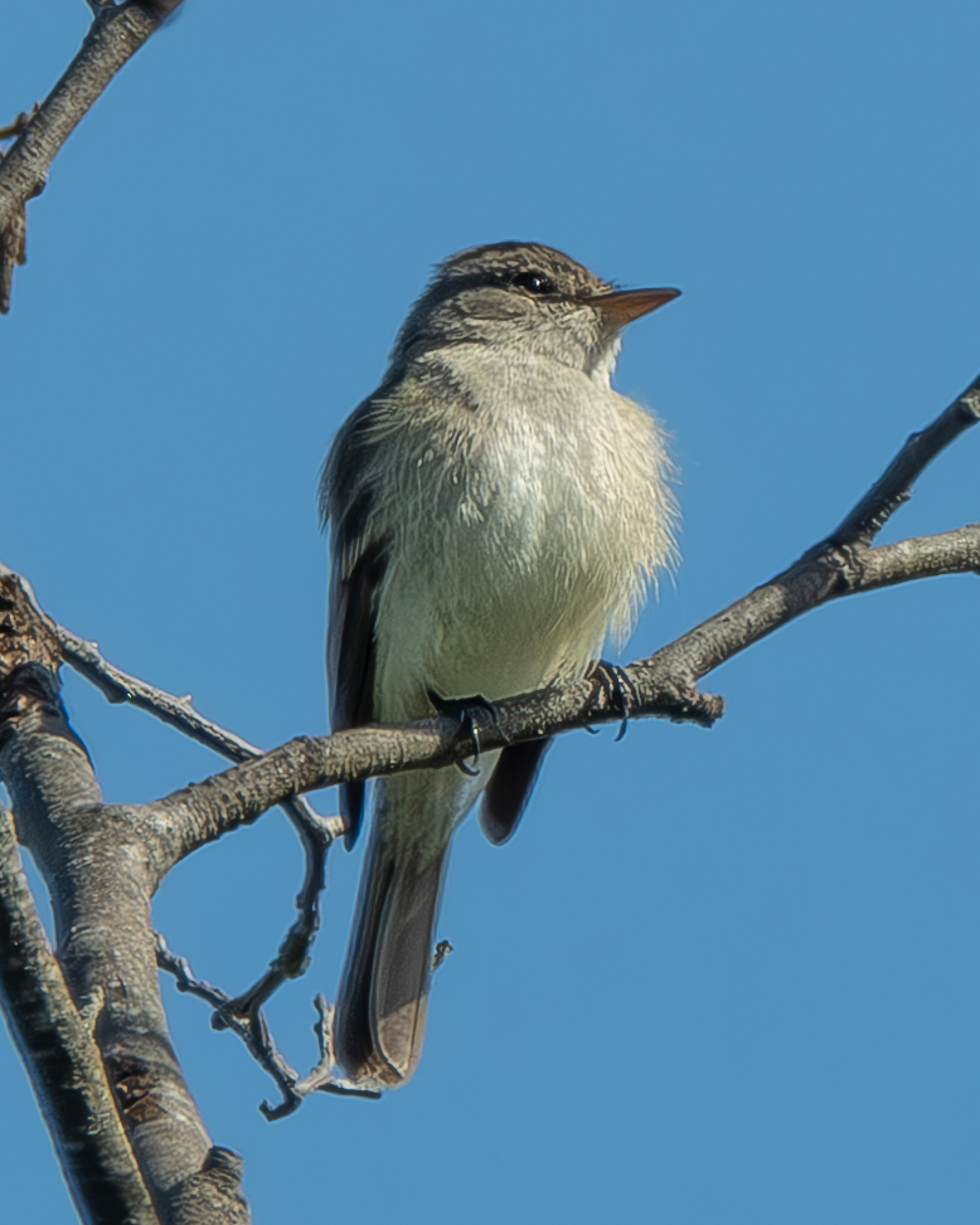 Willow Flycatcher, Hummel Lake