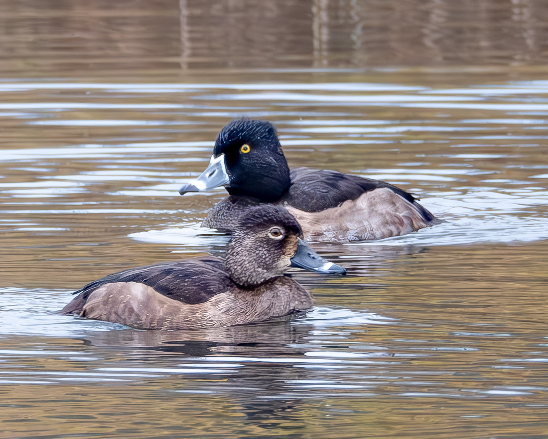 Ring-necked Ducks, Kjargaard Road