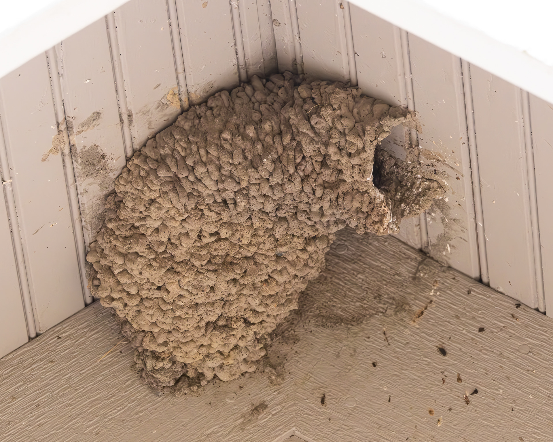 Cliff Swallow nest, Port Stanley School