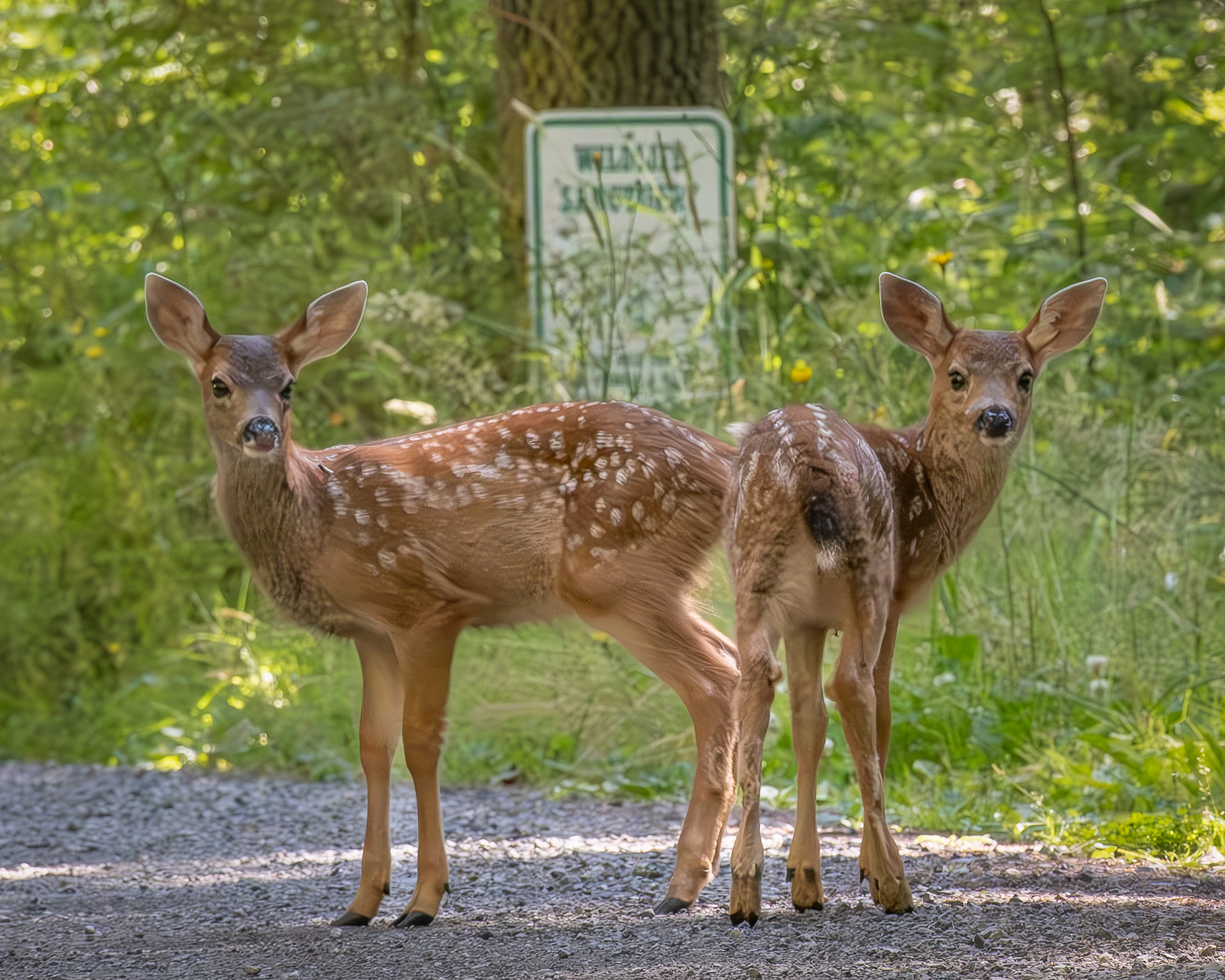 Columbian black-tail fawns, Lopez Sound Road