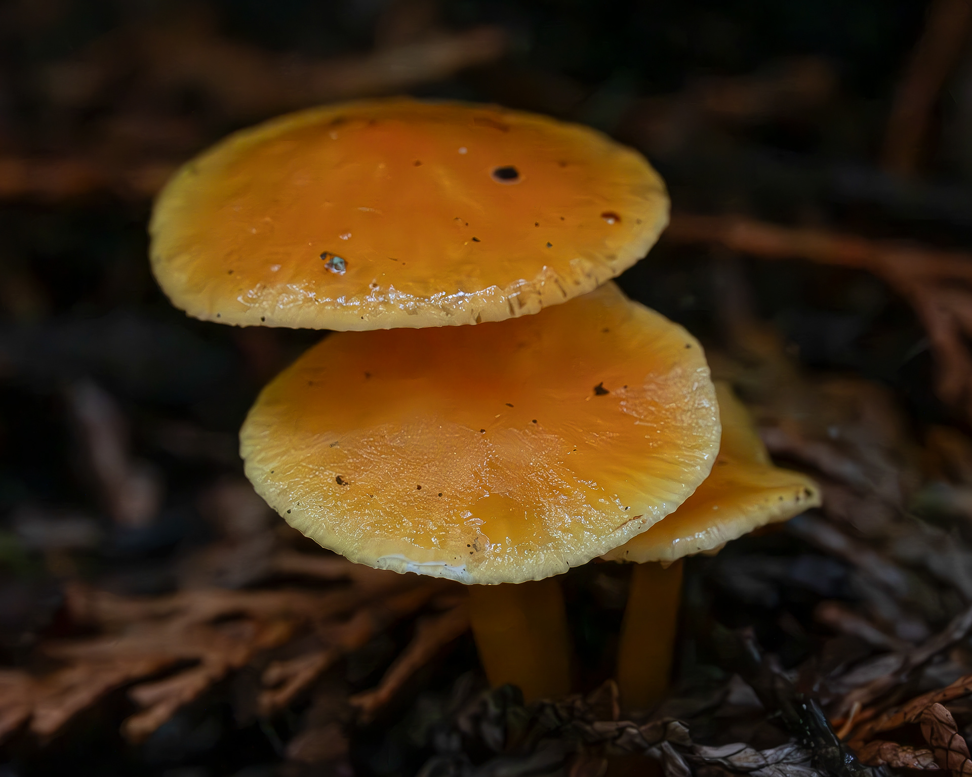 Golden waxy cap (Hygrocybe flavescens), Hummel Lake Preserve