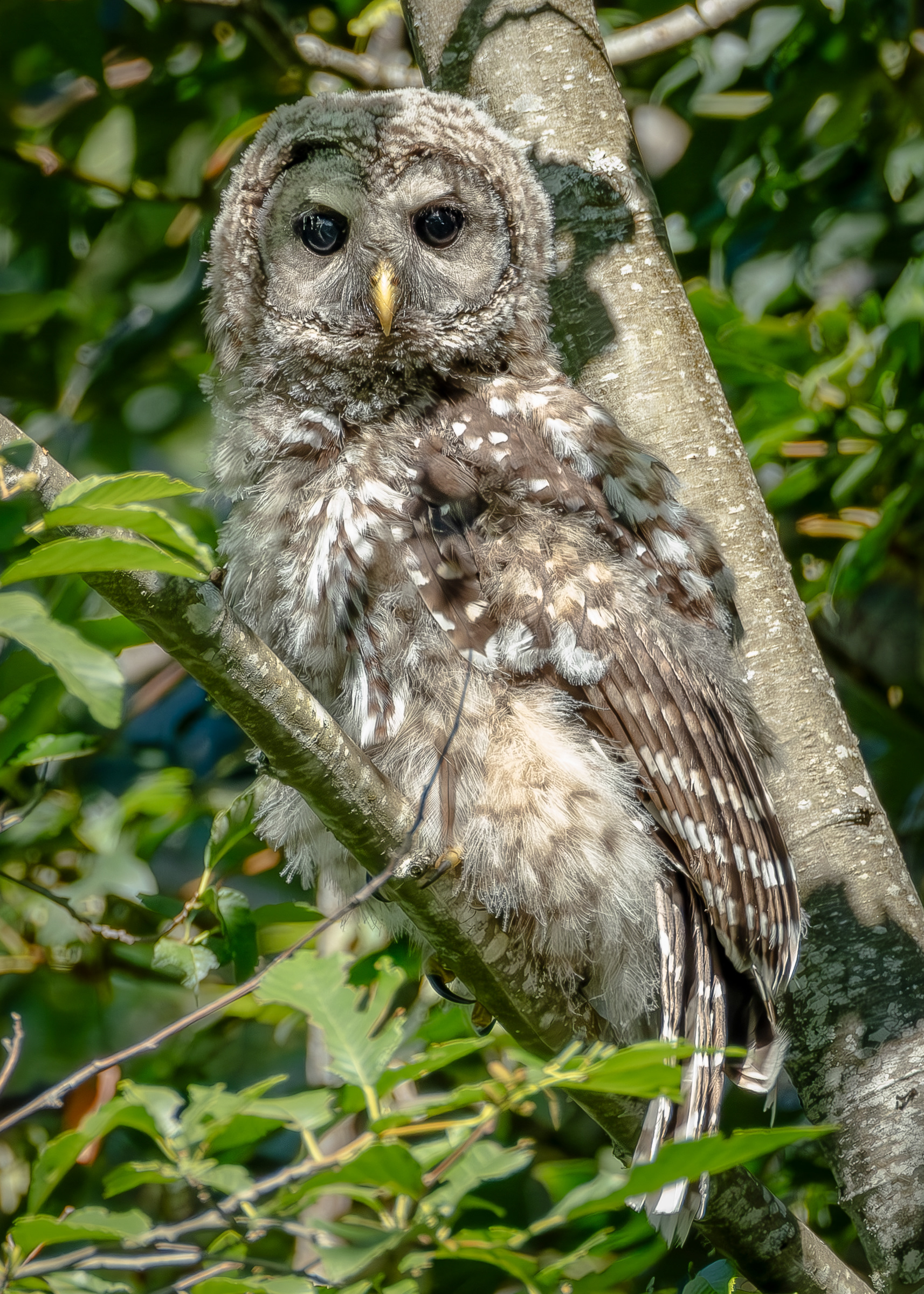 Barred Owl, Hummel Lake Preserve
