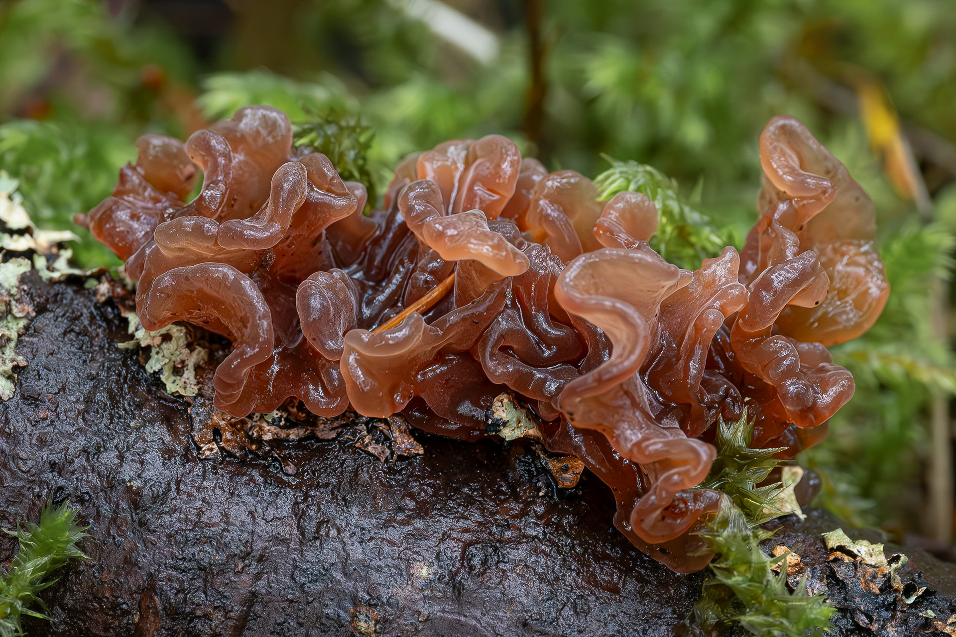Pine jelly (Exidia saccharina), Point Colville