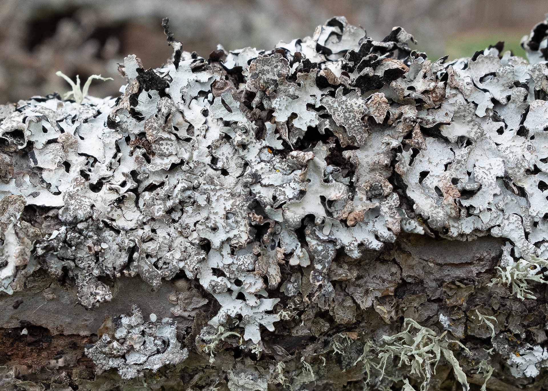 Ruffle lichen (Parmelia sulfate), Kjargaard Road