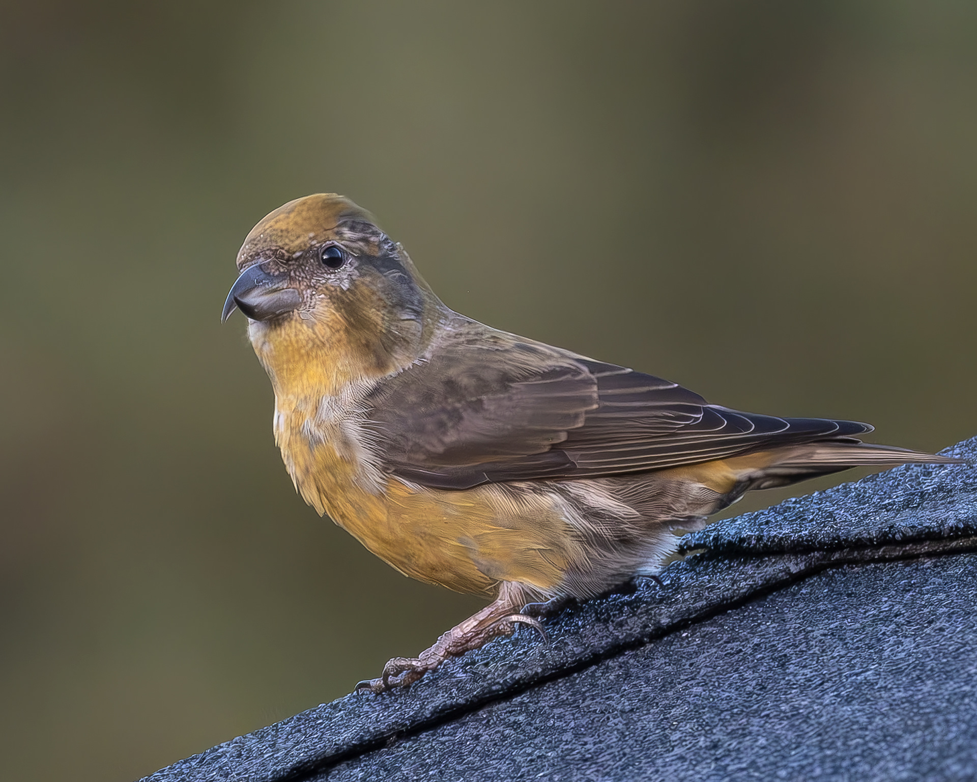 Red Crossbill, Kjargaard Road