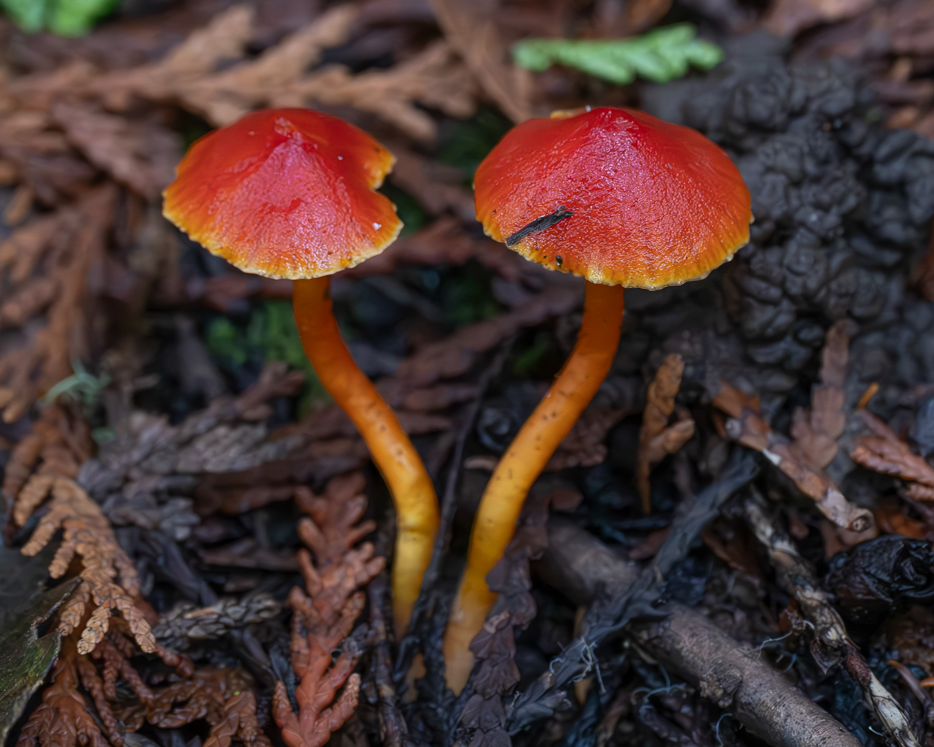 Scarlet hood (Hygrocybe coccinea), Hummel Lake Preserve