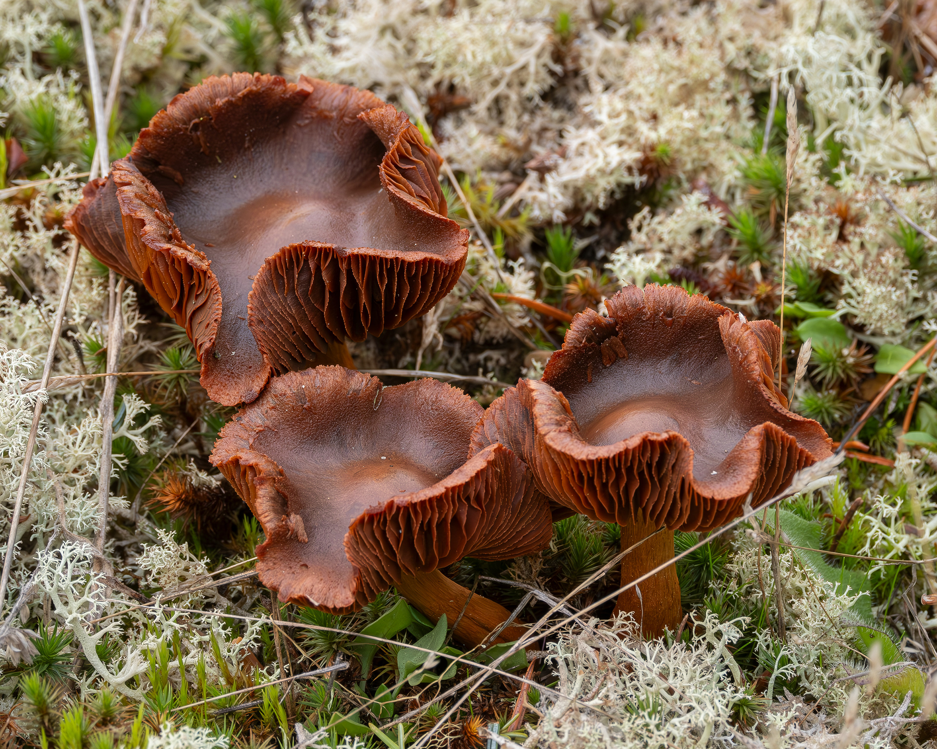 Bloodred webcap (Cortinarius sanguineus), Iceberg Point