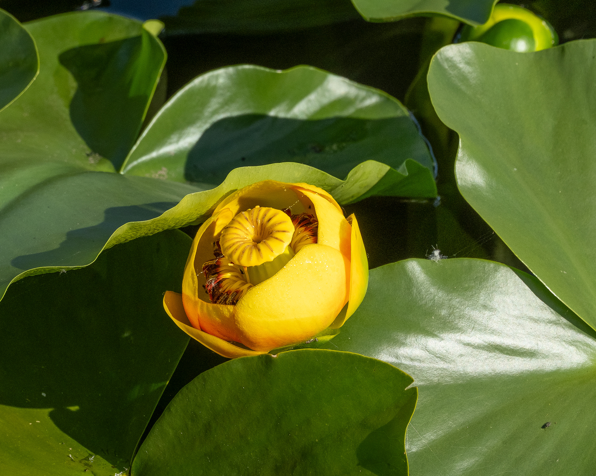 Yellow Pond Lily (Nuphar polysepala), Hummel Lake