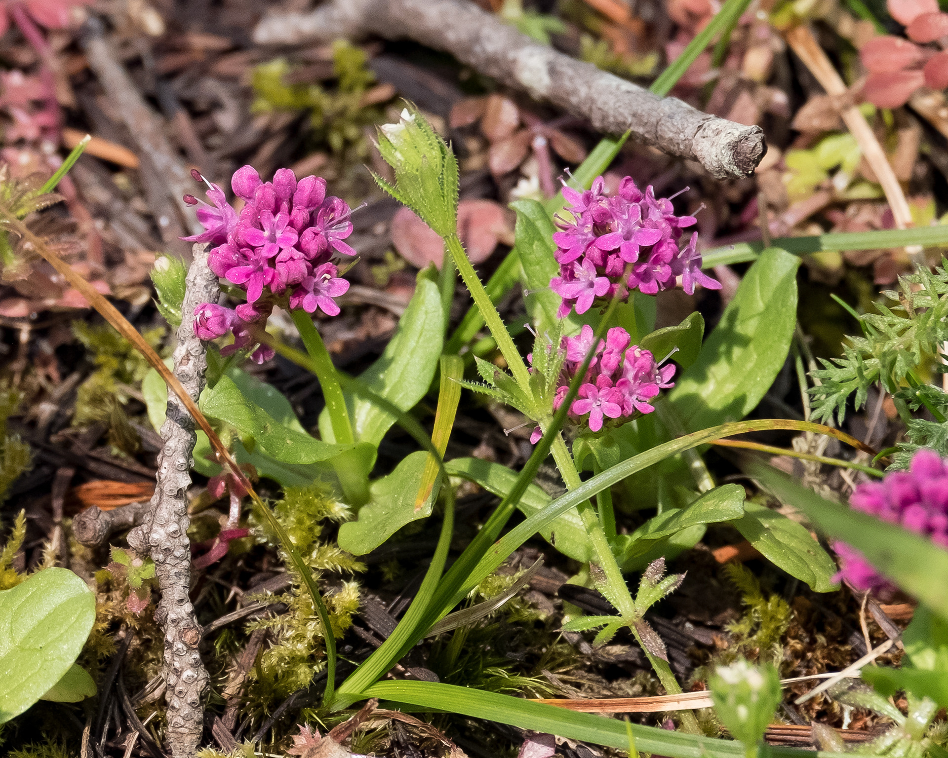Sea blush (plectritis congesta), Chadwick Hill