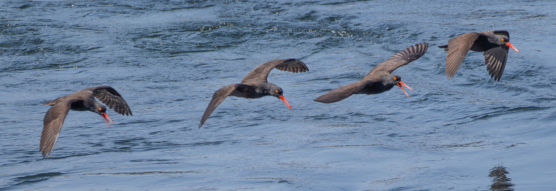 Black Oystercatchers, Shark Reef