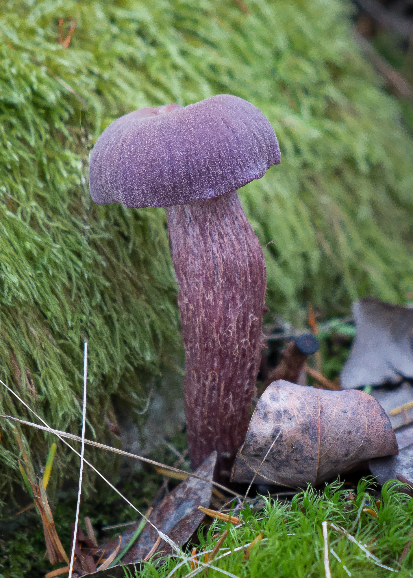 Western amethyst laccaria, Chadwick Hill