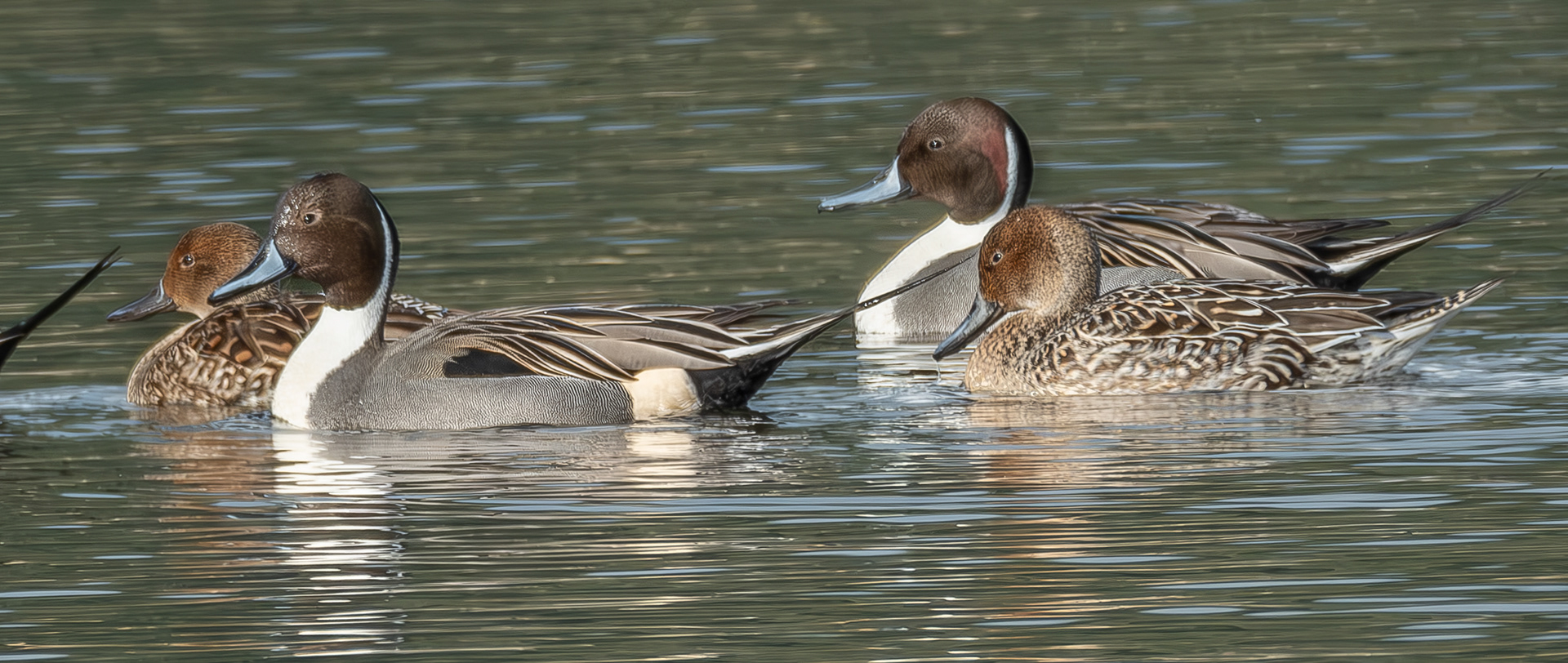 Northern Pintails, Spencer Spit