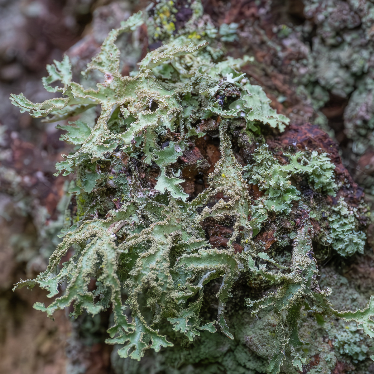 Herre's Ragged Lichen (Platismatia herrei), Point Colville
