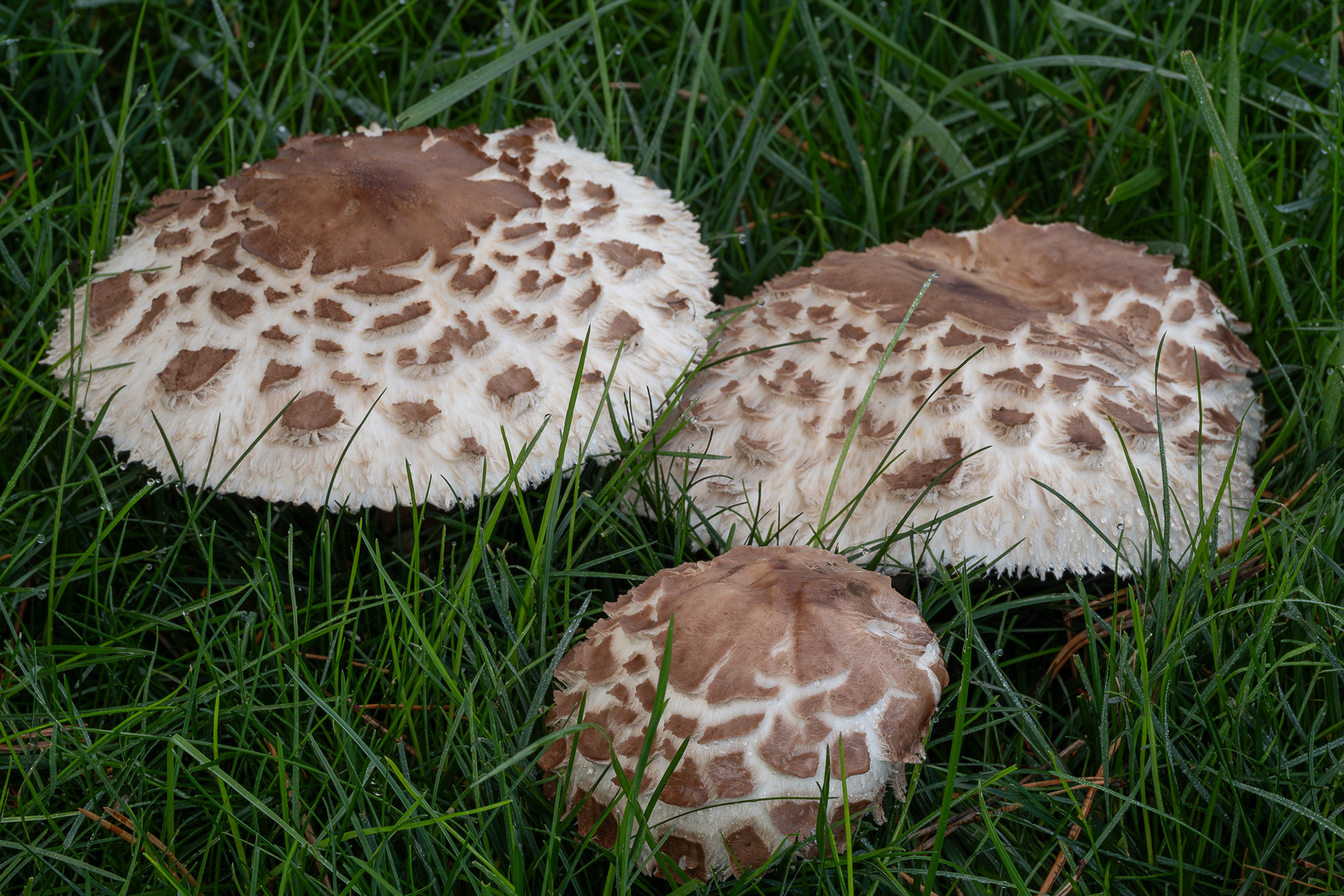 White Shaggy parasol (Chlorophyll rhacodes), Kjargaard Road