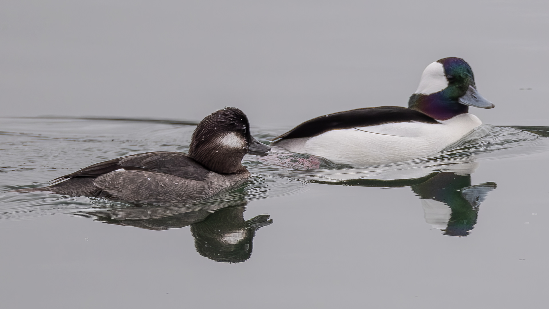 Buffleheads, Fisherman Spit