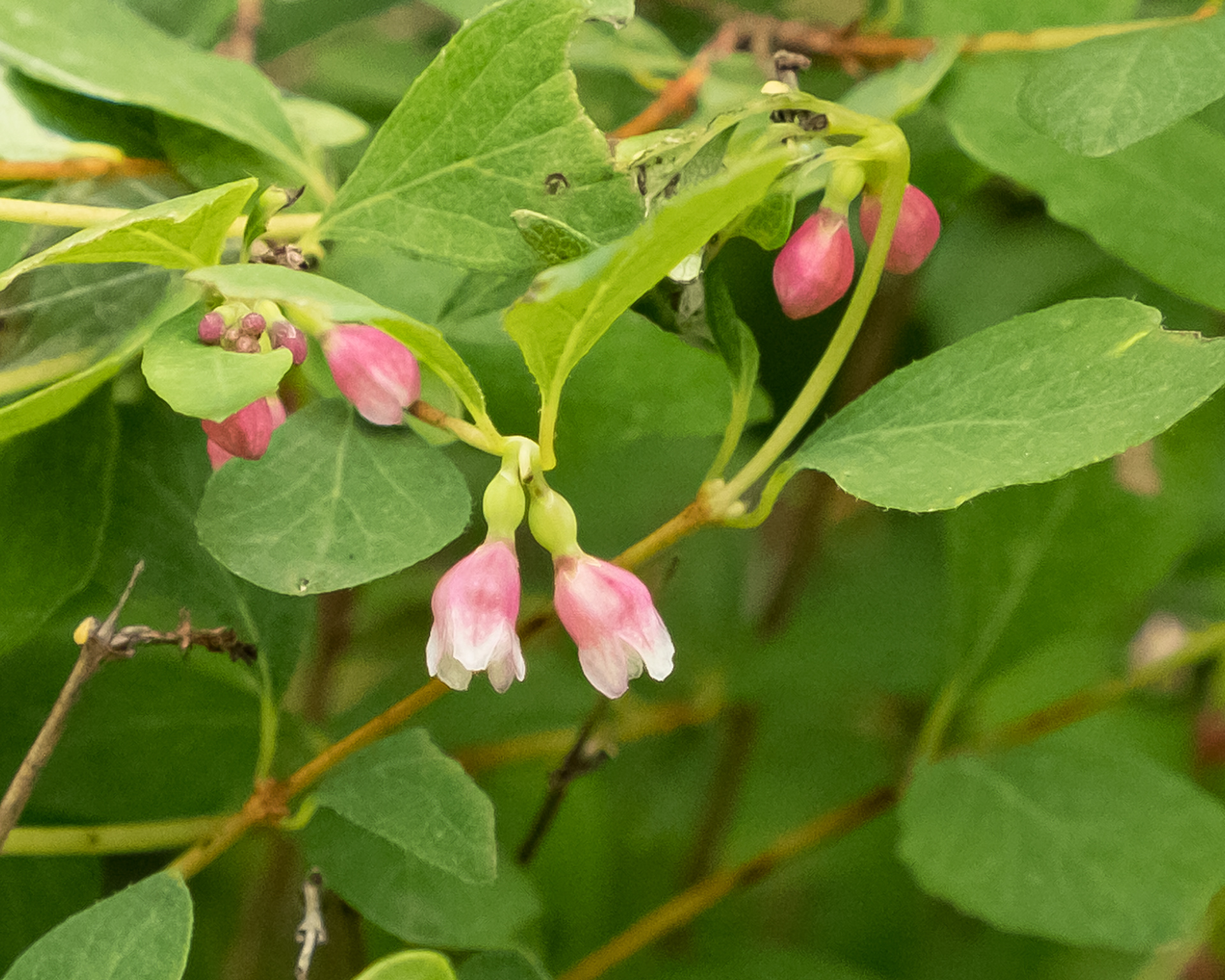 Common snowberry (Symphoricarpos albus), Davis Bay Road