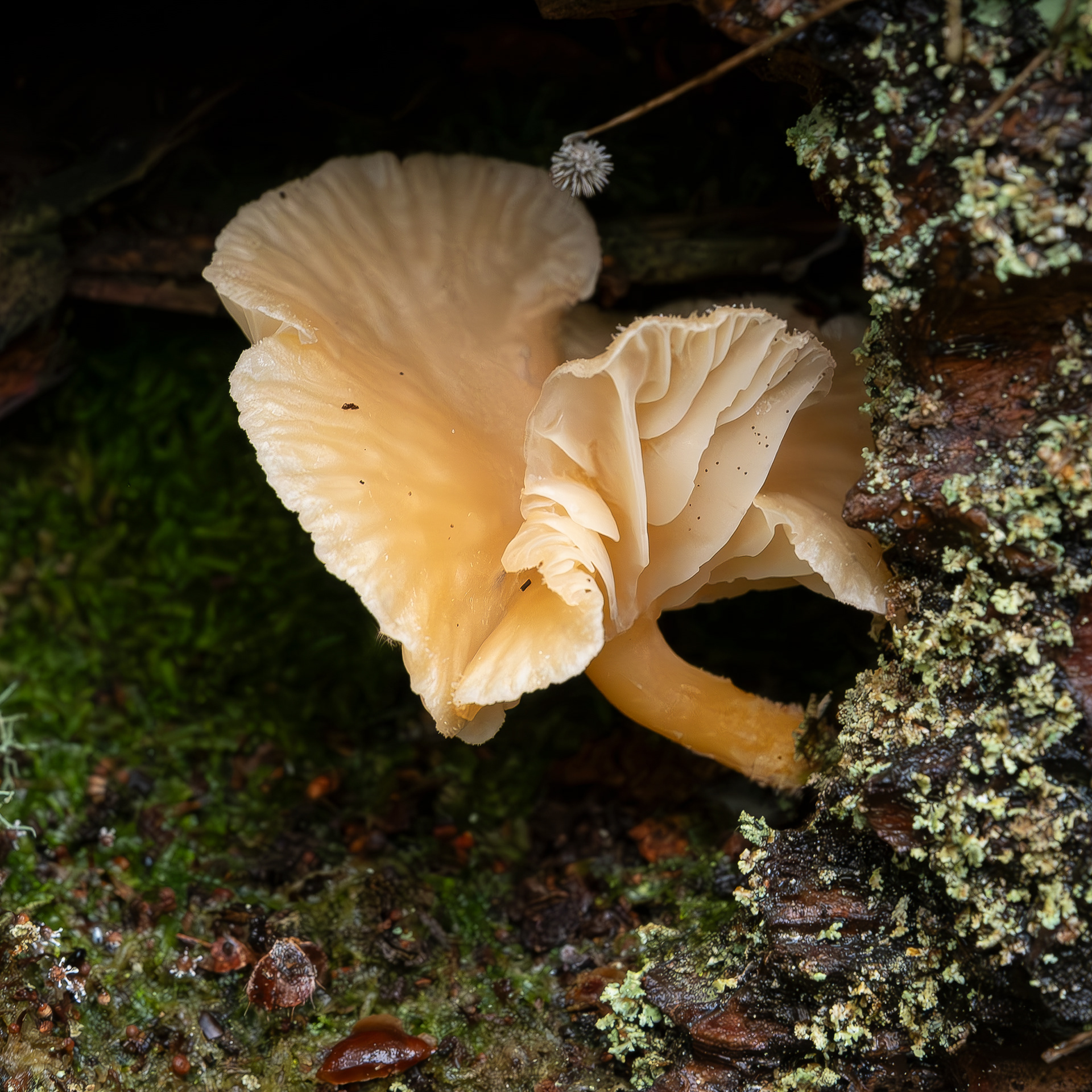 Orange chrysomphalina (Chrysomphalina aurantica), Spencer Spit Preserve