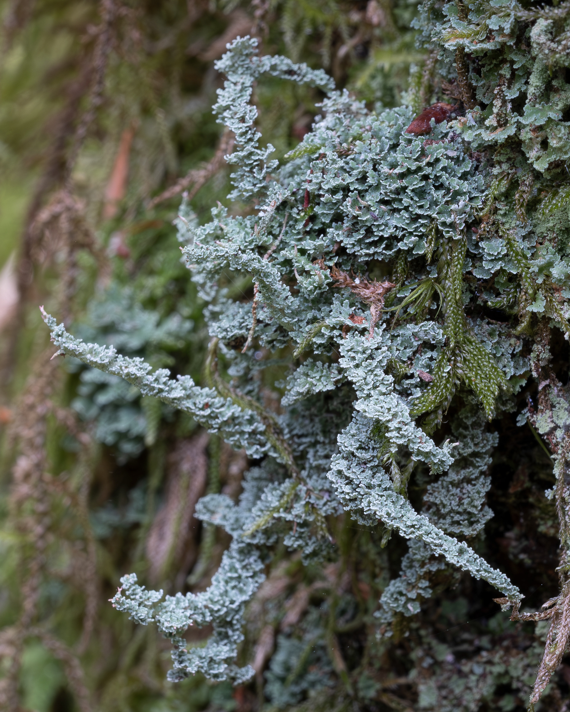 Dragon Horn (Cladonia squamosa), Lopez Hill