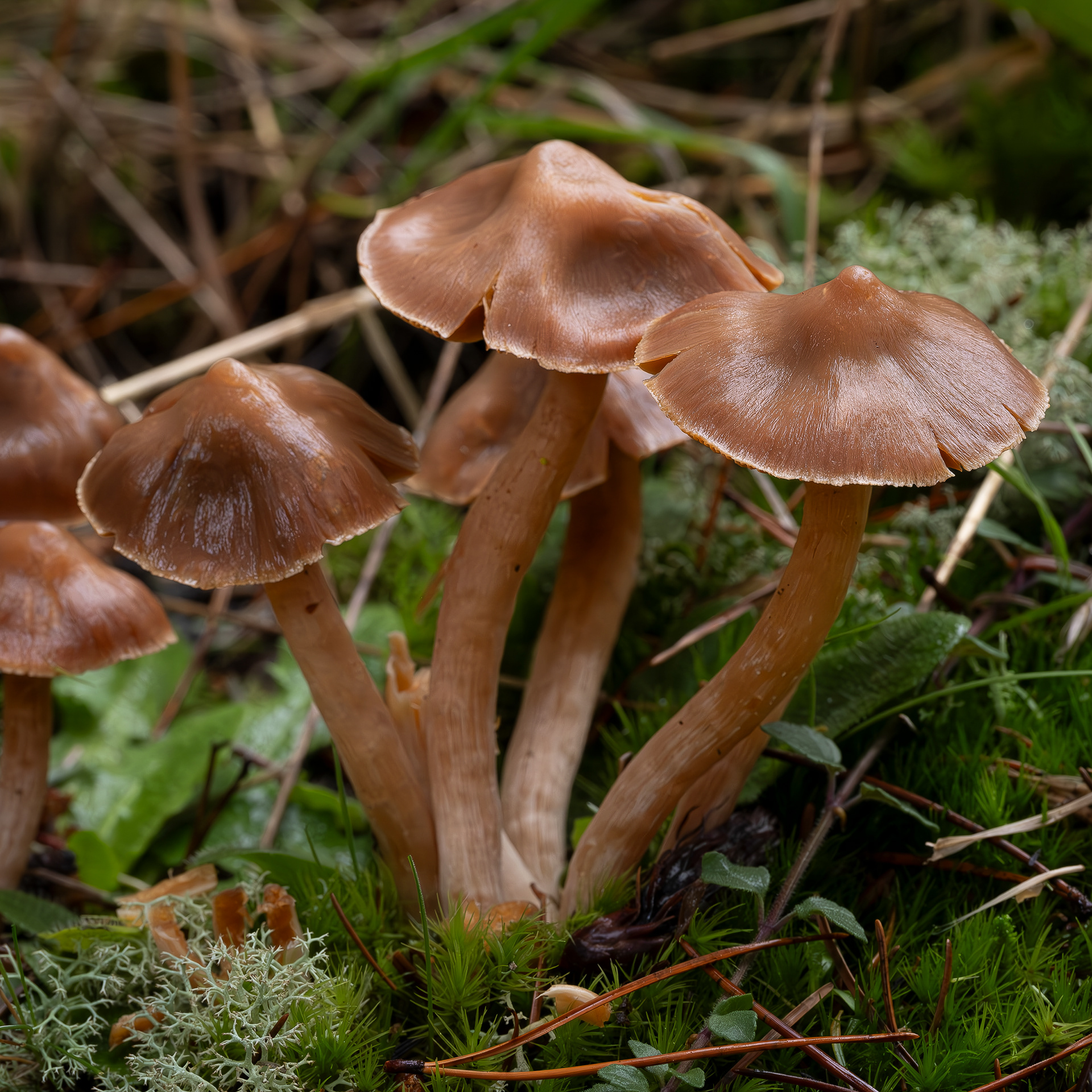 Conifer webcap (Cortinarius gentilis), Point Colville