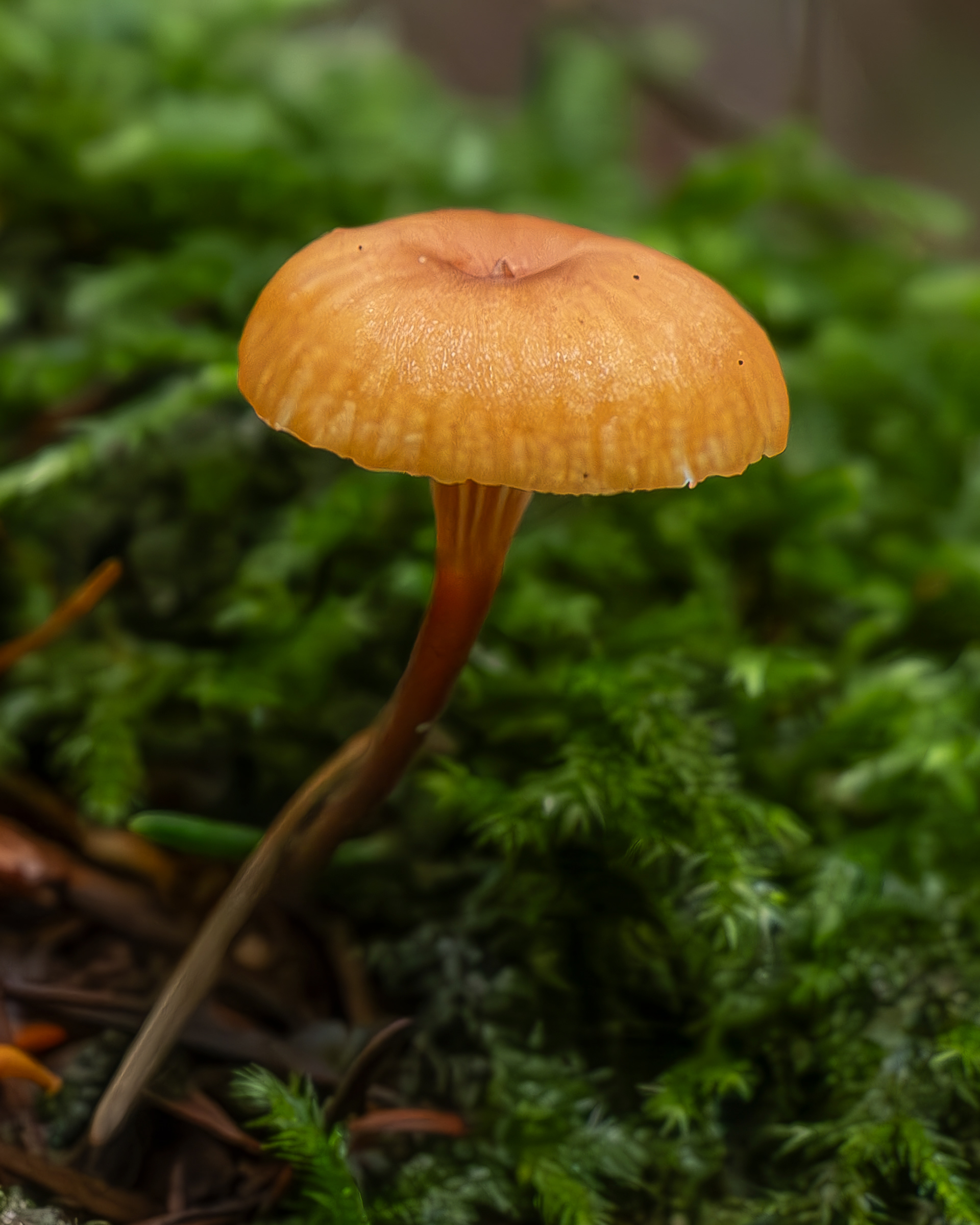 Orange moss agaric (Rickenella fibula), Spencer Spit Preserve