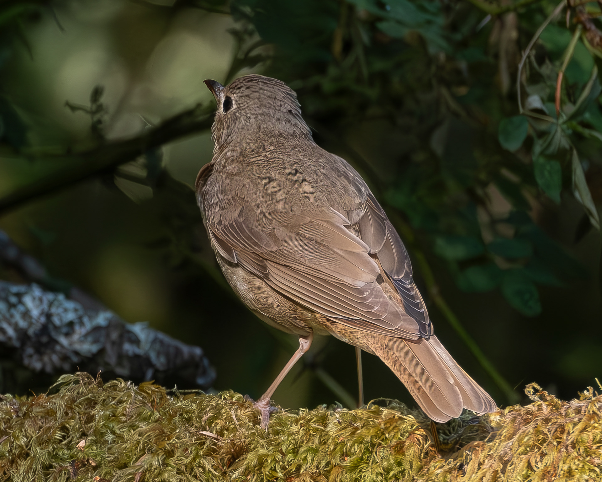 Swainson's Thrush, Hummel Lake Preserve